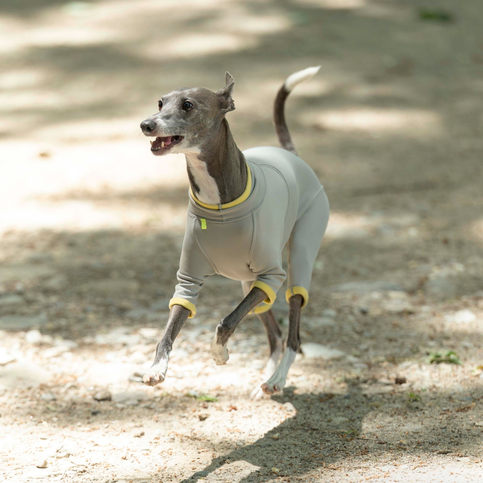 新商品情報】HOT DOG GUARD 2026年モデル9/26発売