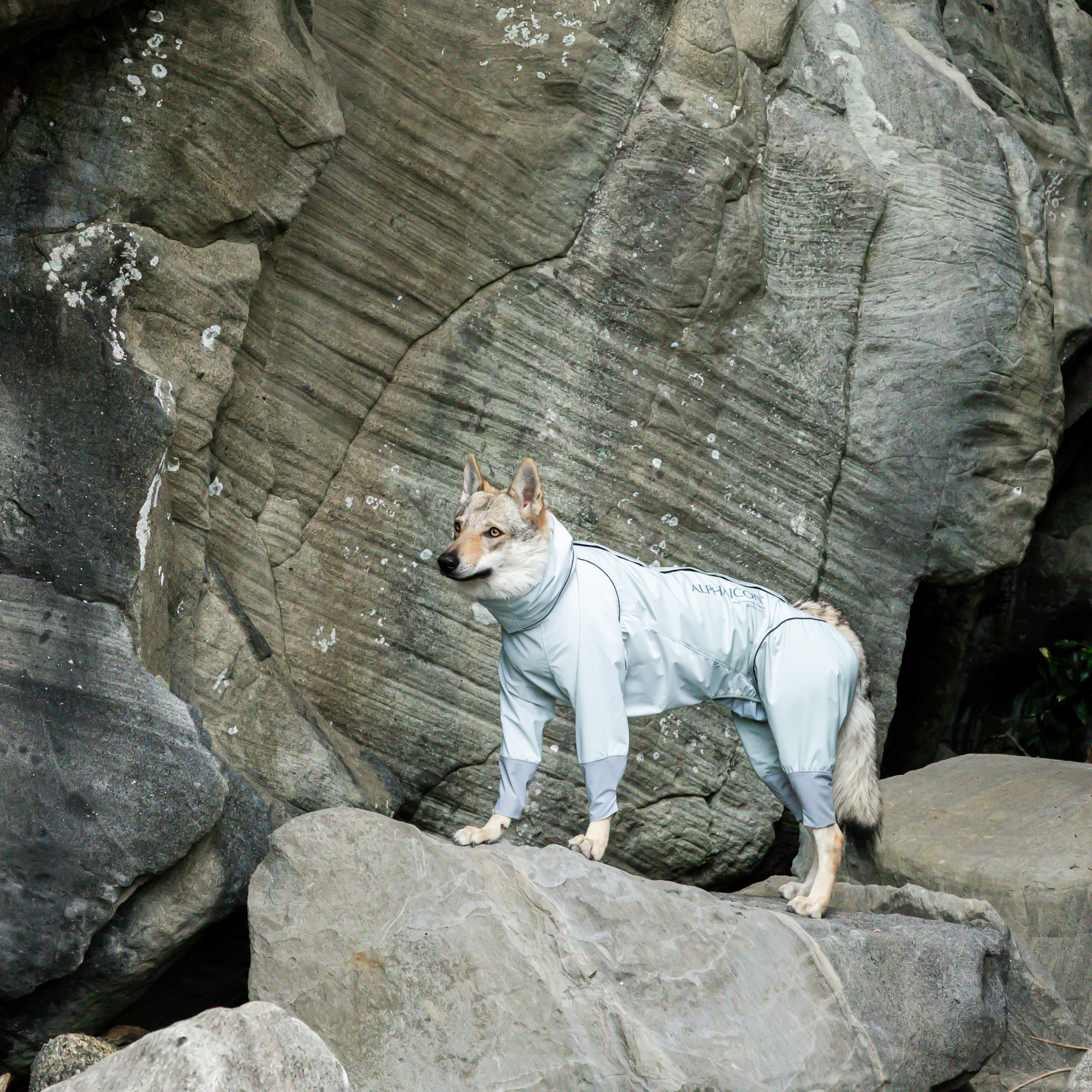 新商品情報】RAIN DOG GUARD 2026年モデル3/7発売