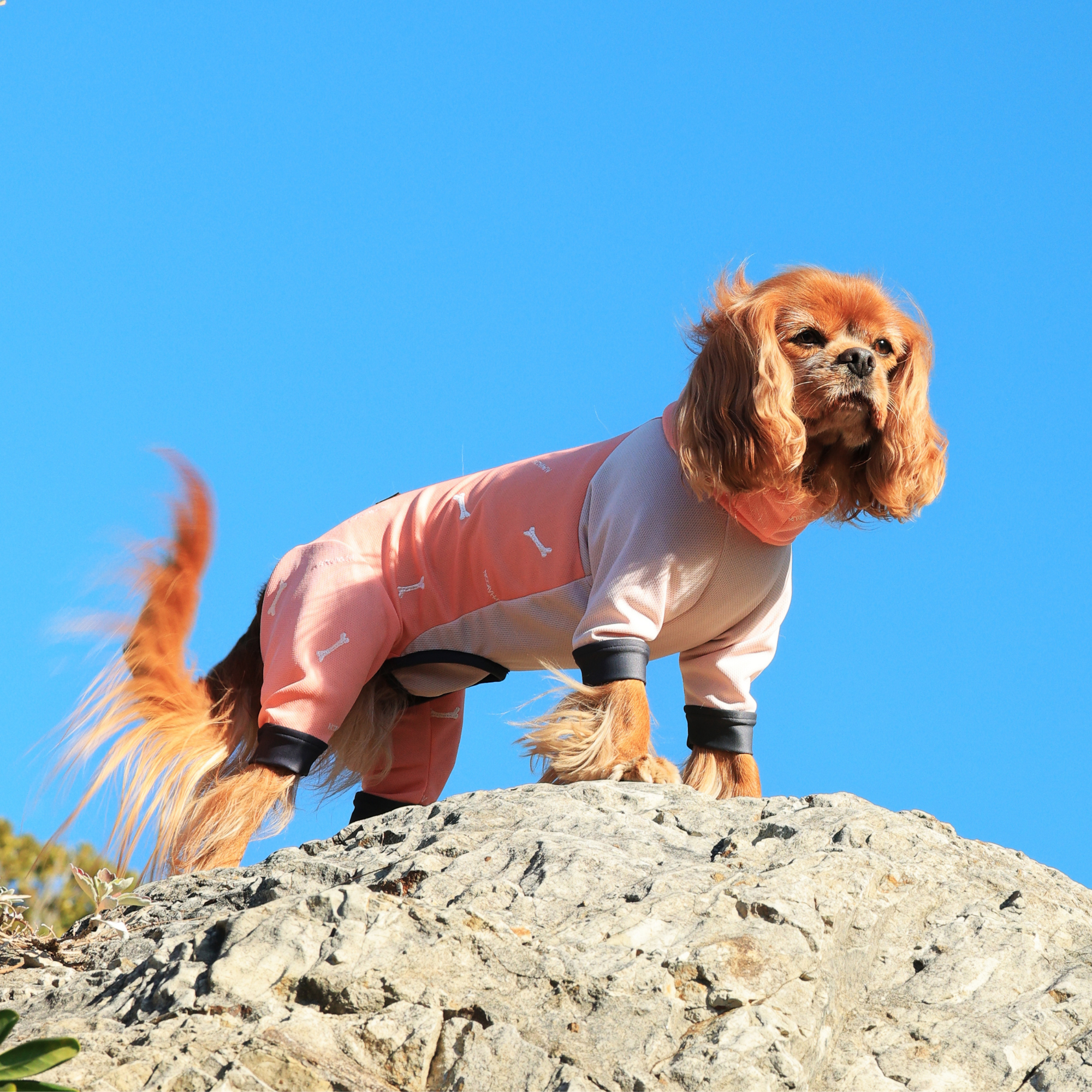 DOG GUARD COOL ドッグガードクール MACARON