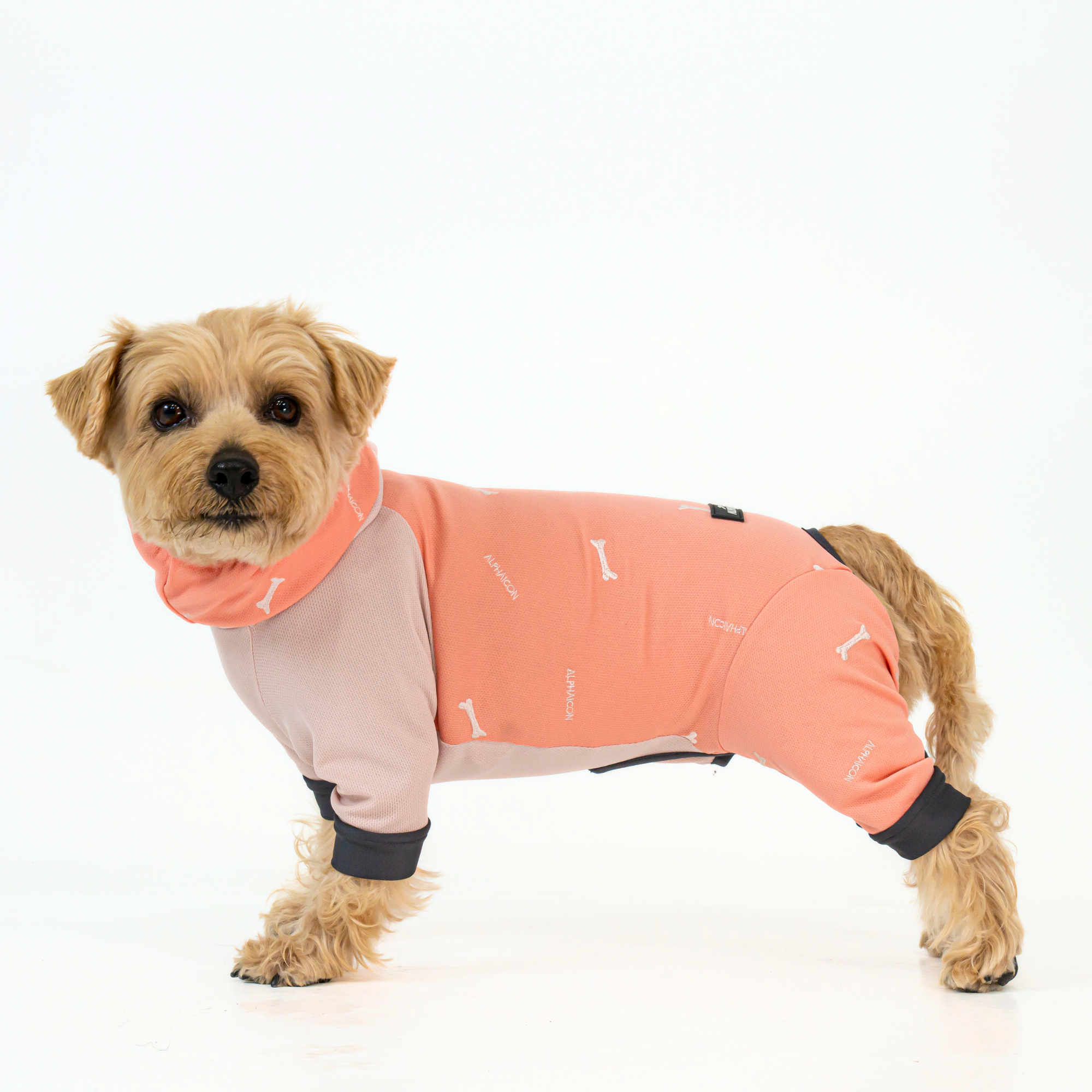 DOG GUARD COOL ドッグガードクール MACARON