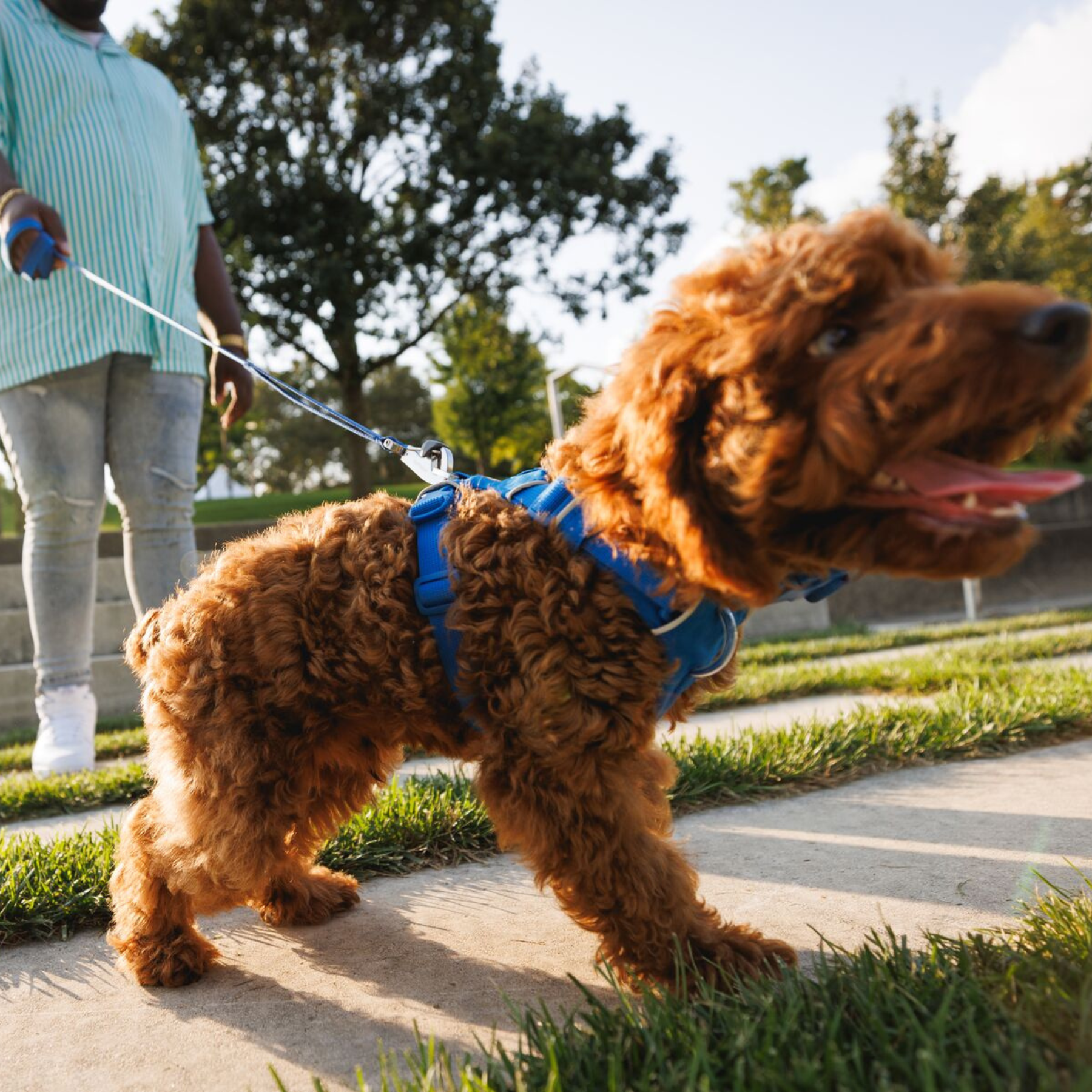 RUFFWEAR　フロントレンジリーシュ　RDCNY　レッドキャニオン