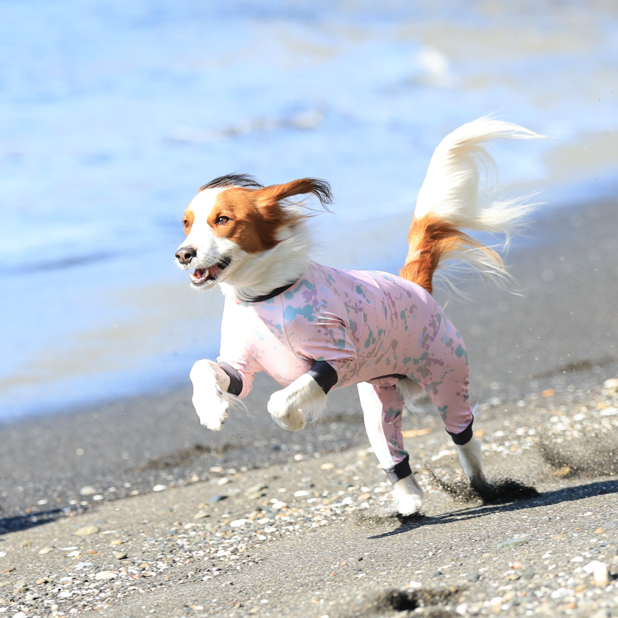 FULL DOG GUARD フルドッグガード LAVENDER MIST