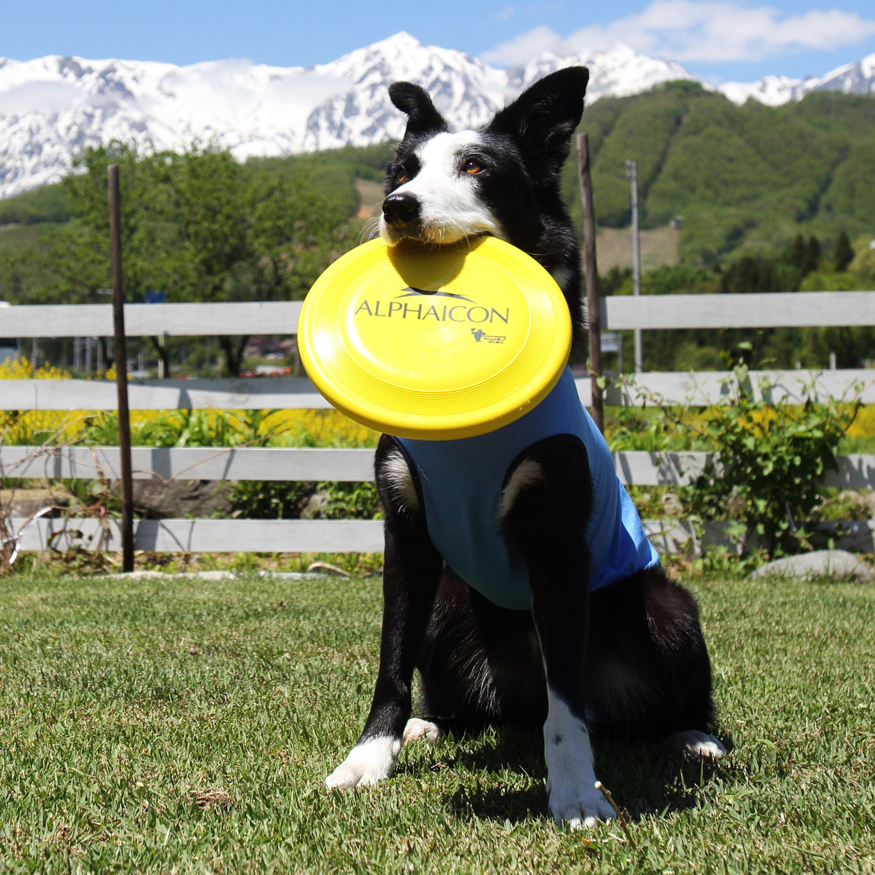 Hero Disc Yellow