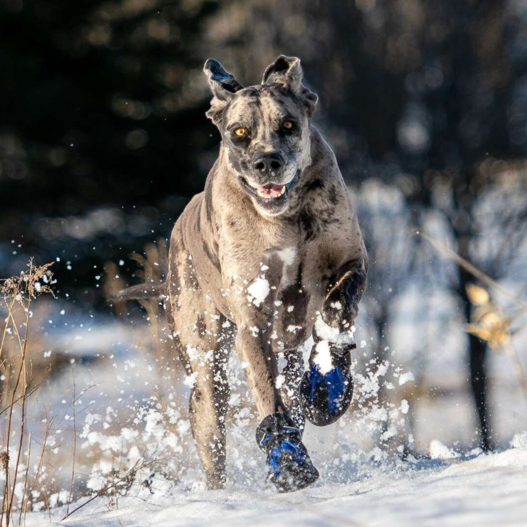 Snow Mushers Snow Mushers Purple