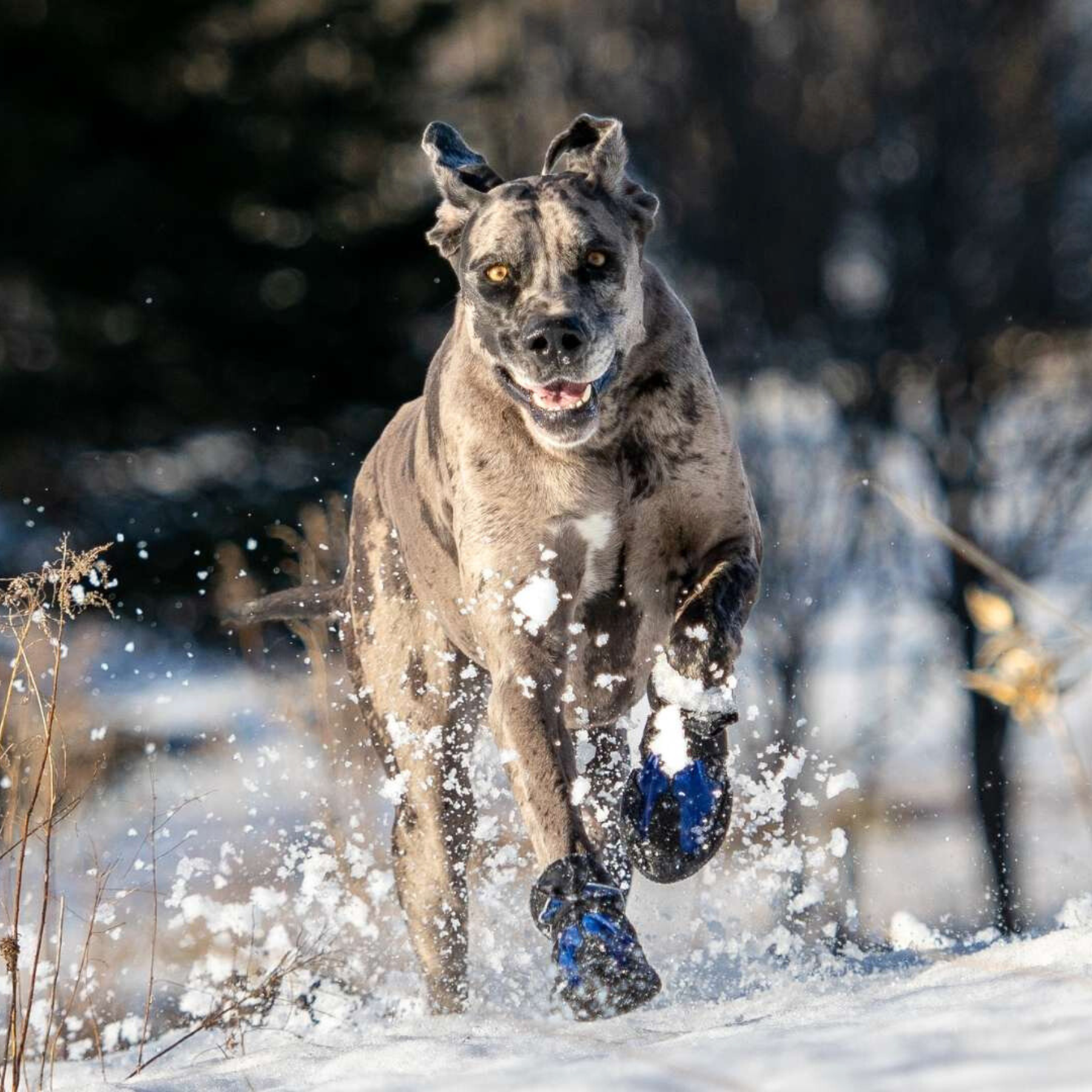 Snow Mushers　スノーマッシャーズ　パープル