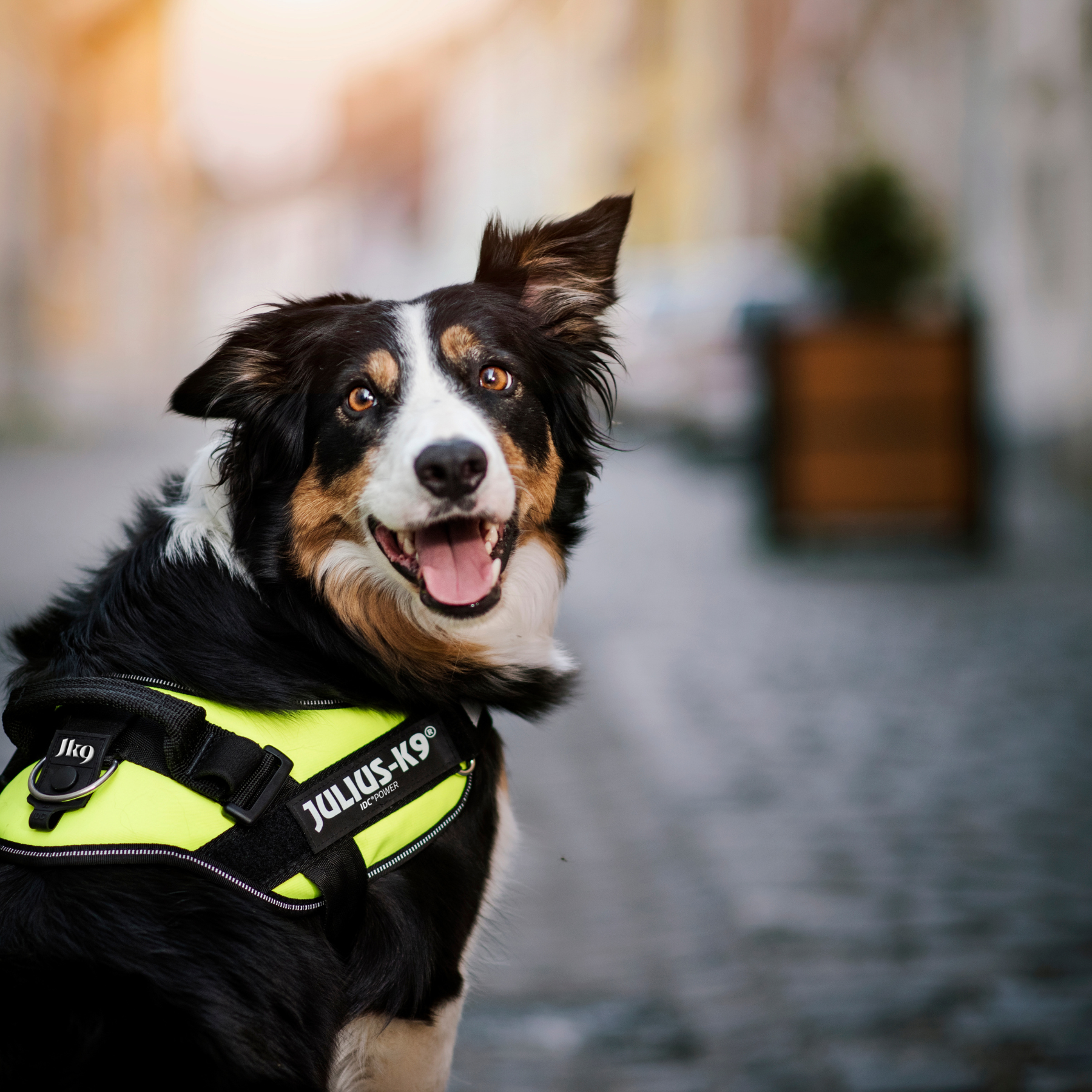 Julius IDC Harness Black