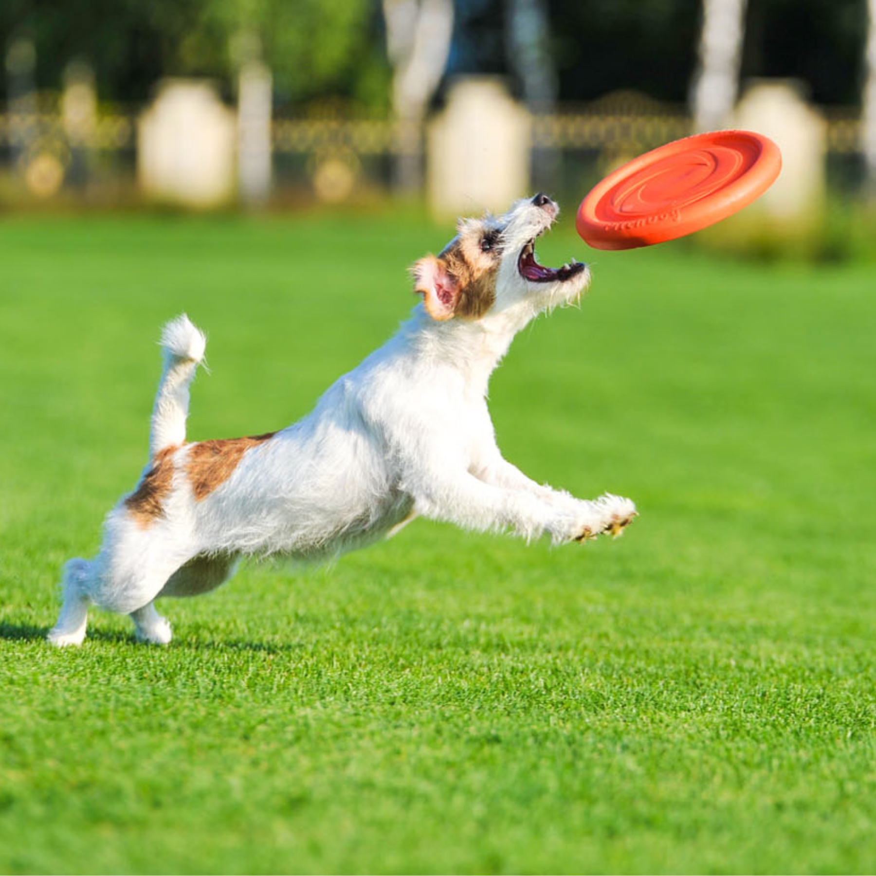 PitchDog24 FLYNGDISC Blue