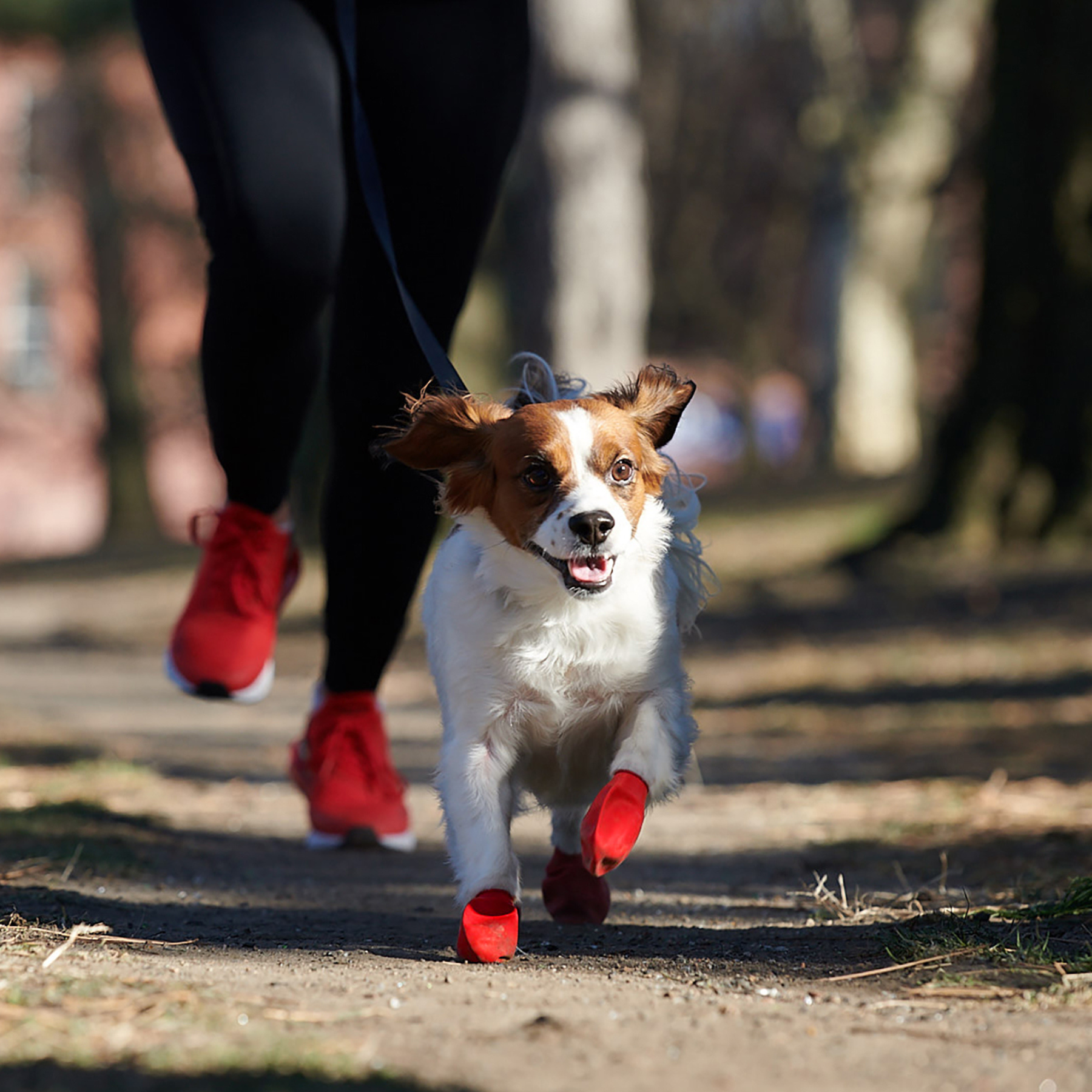 PAWZ dog boots red