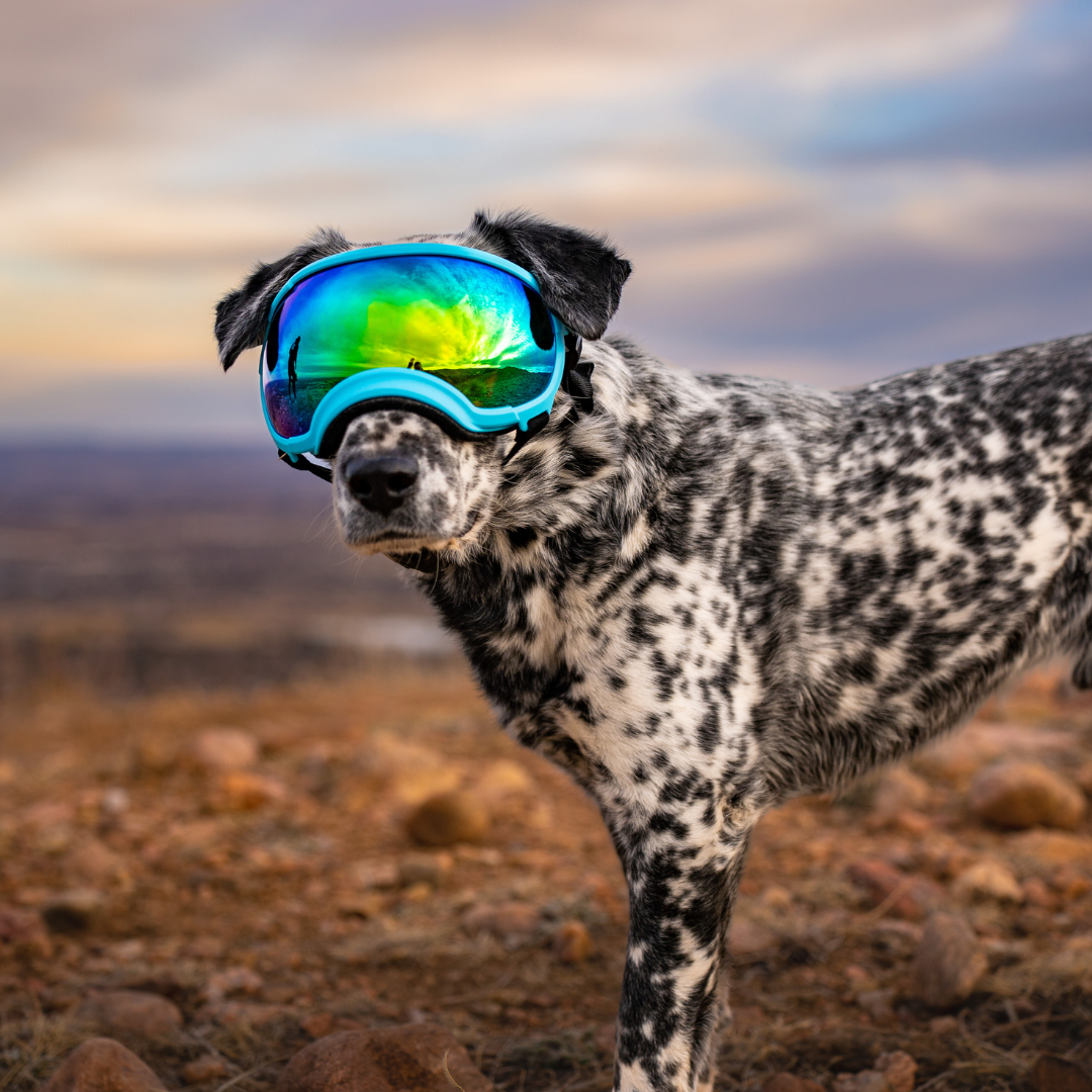 REXSPECS V2 Dog Goggle Replacement Lens Blue Mirror