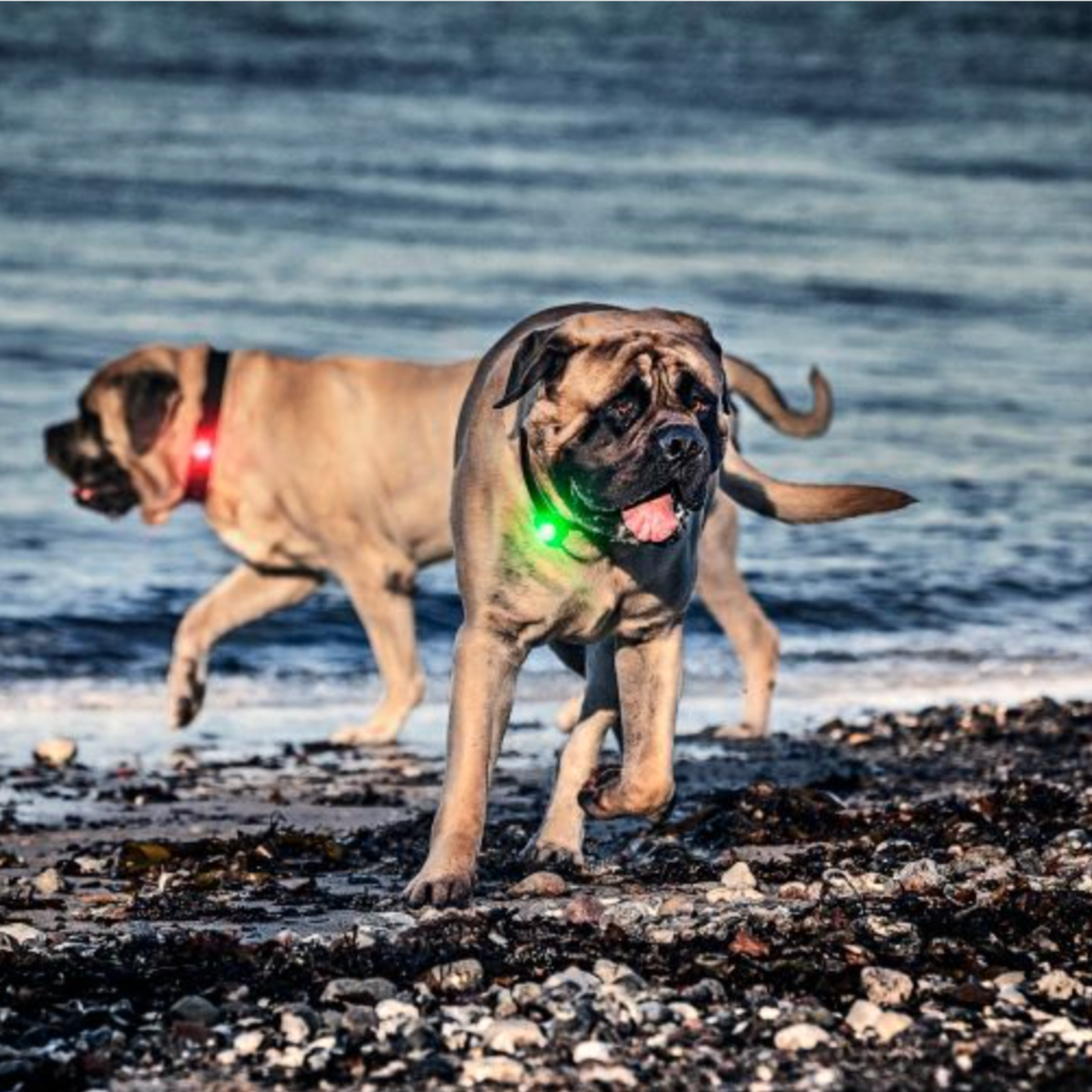 orbiloc Dog Dual オルビロック ドッグデュアルライト レッド