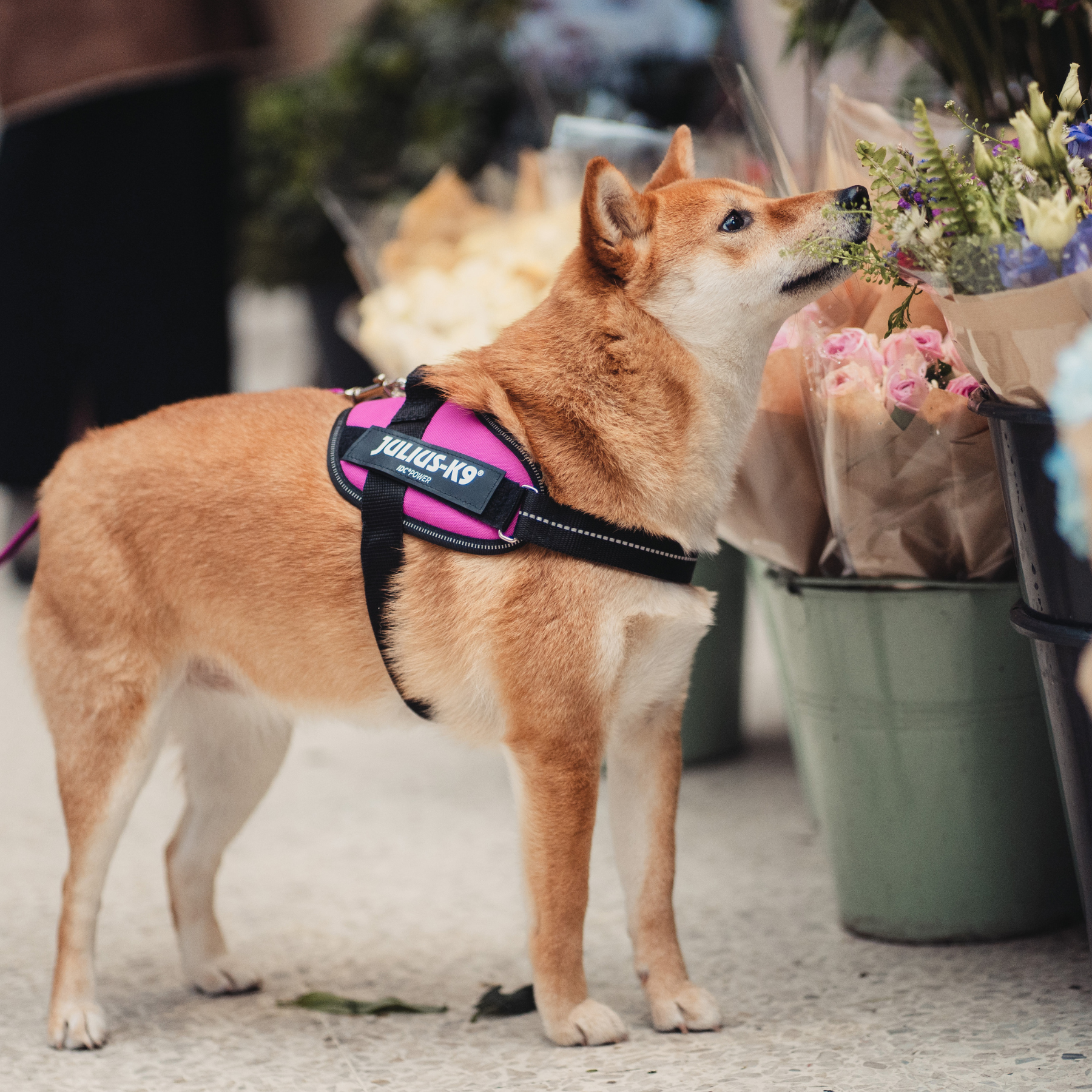 Julius IDC Harness Aquamarine
