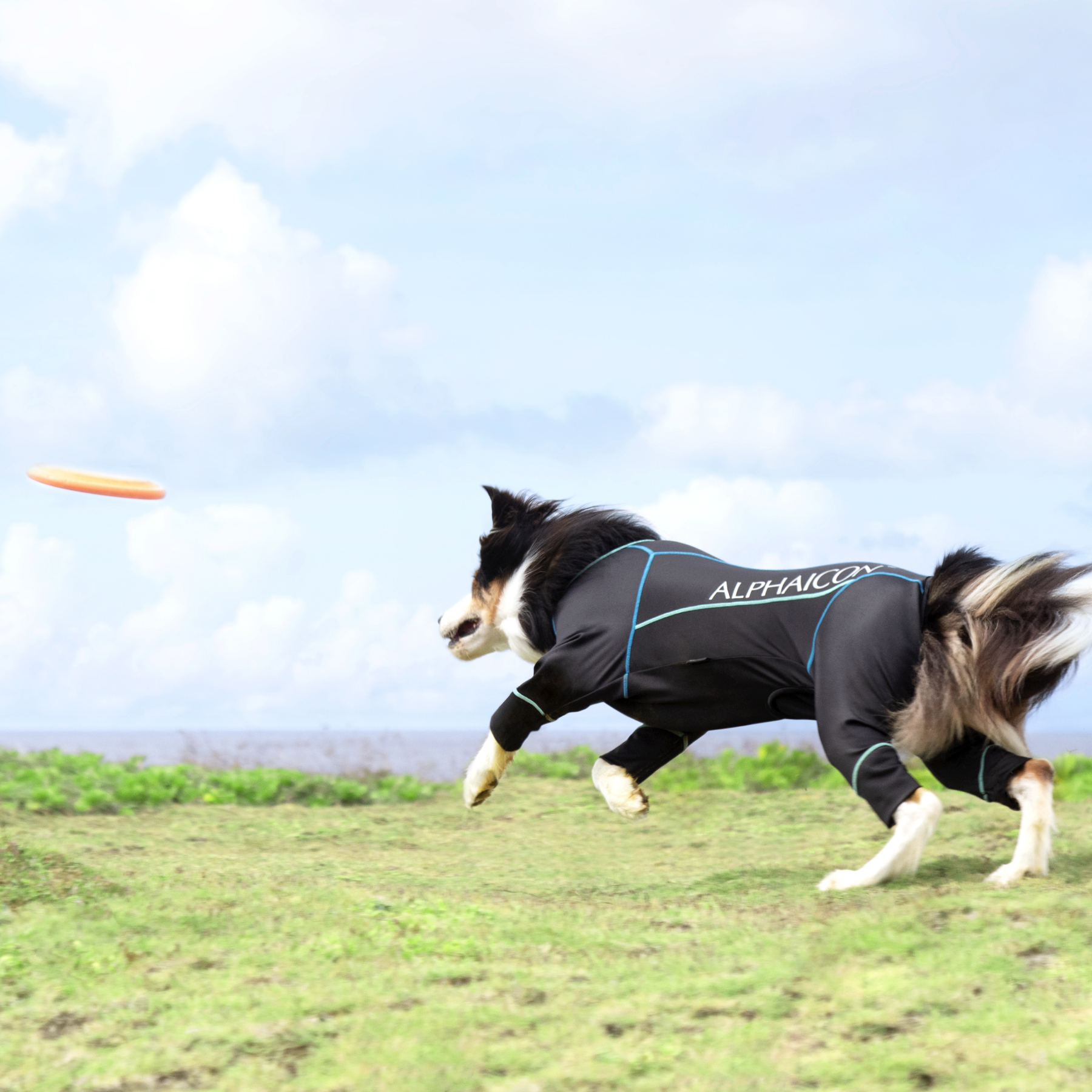 PHITEN DOGWEAR ファイテンドッグウェア