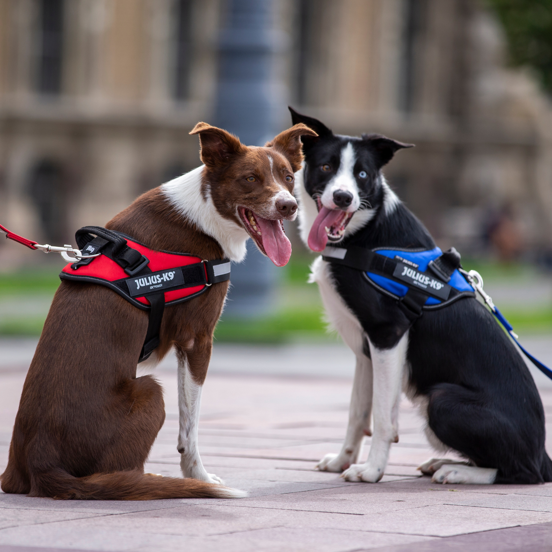 Julius IDC Harness Black