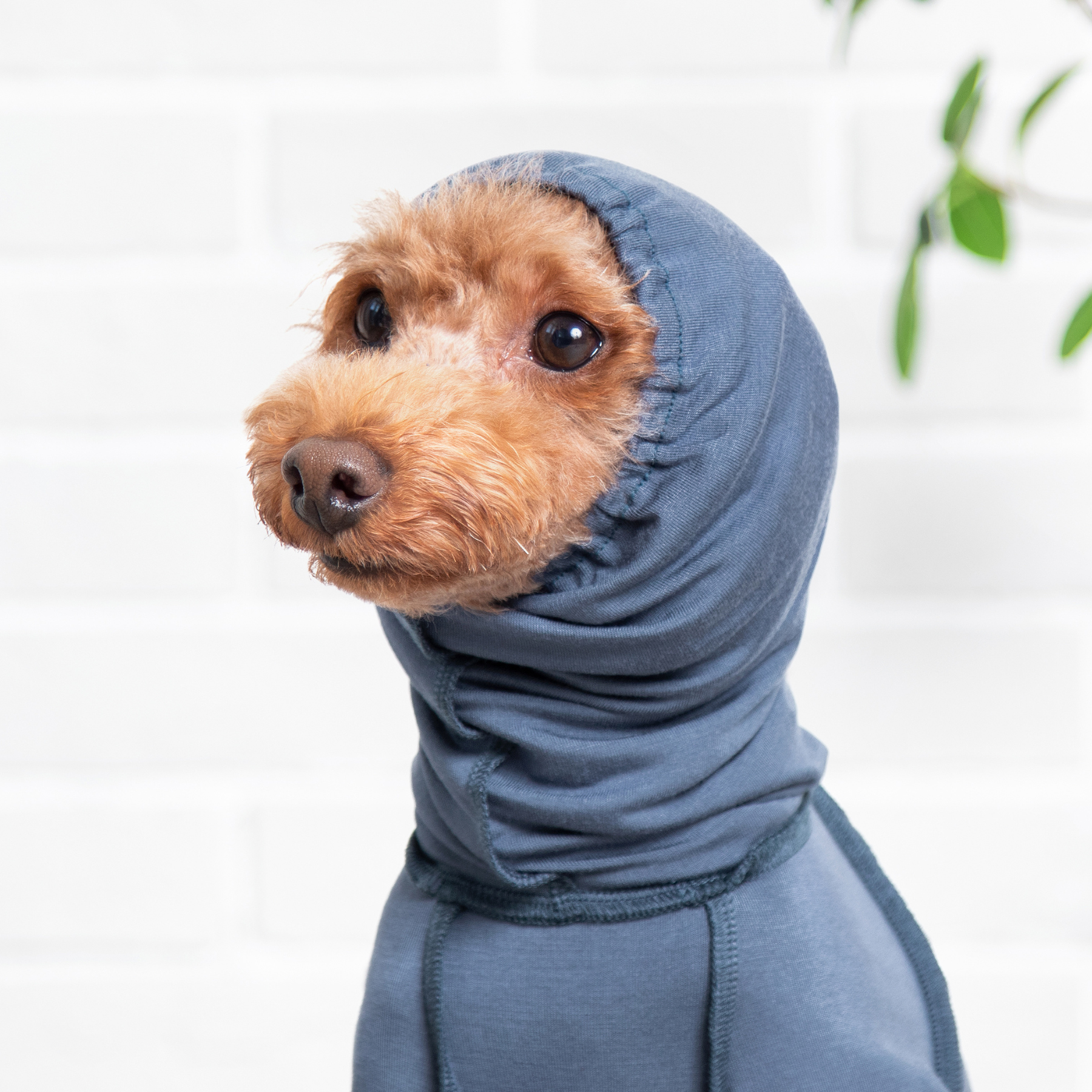 TAKEFU DOGWEAR タケフドッグウェア ブルー