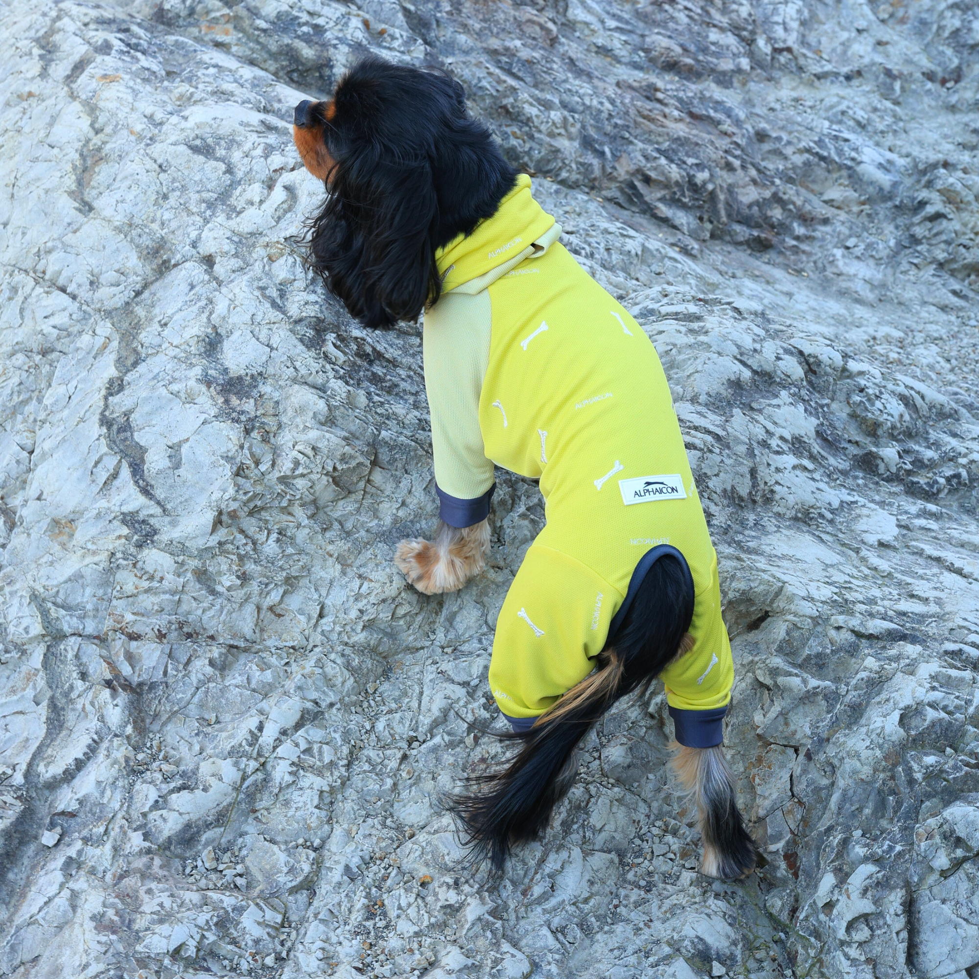 DOG GUARD COOL ドッグガードクール BANANA
