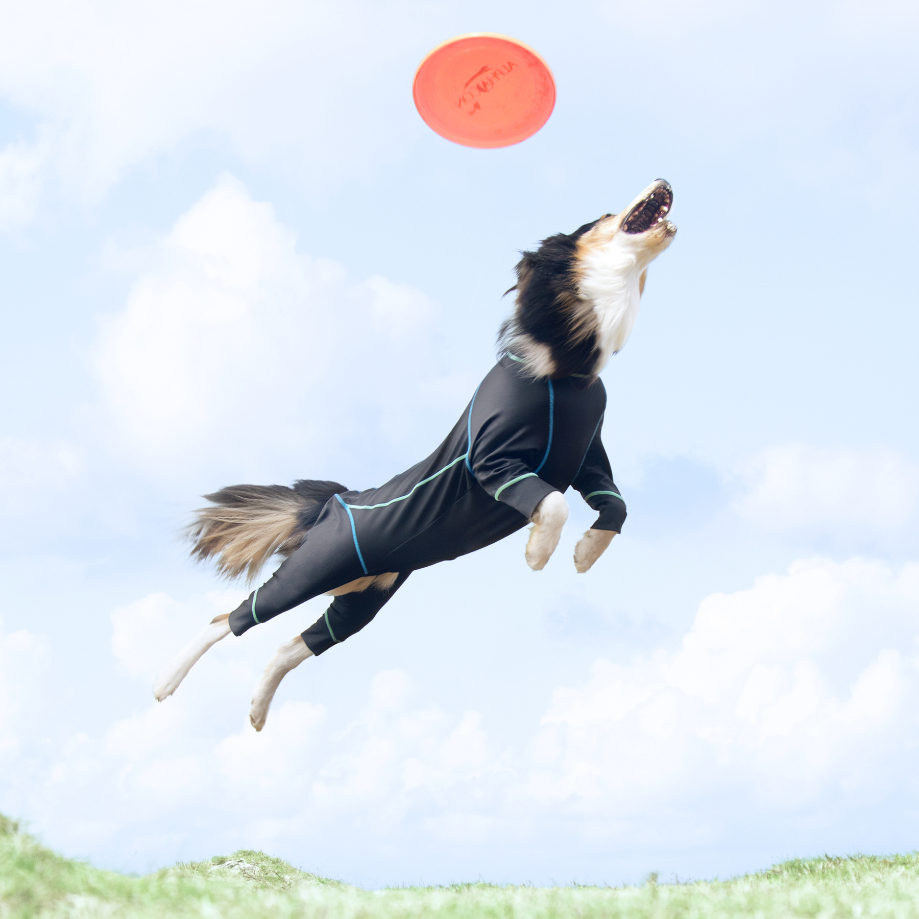 PHITEN DOGWEAR ファイテンドッグウェア