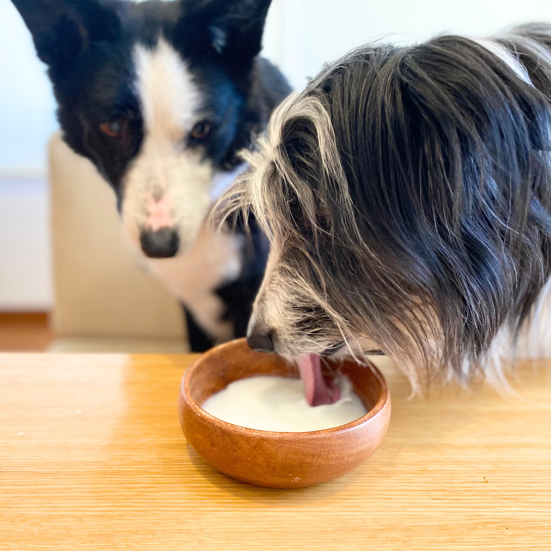Goat milk powder (for dogs, cats and small animals) 20g