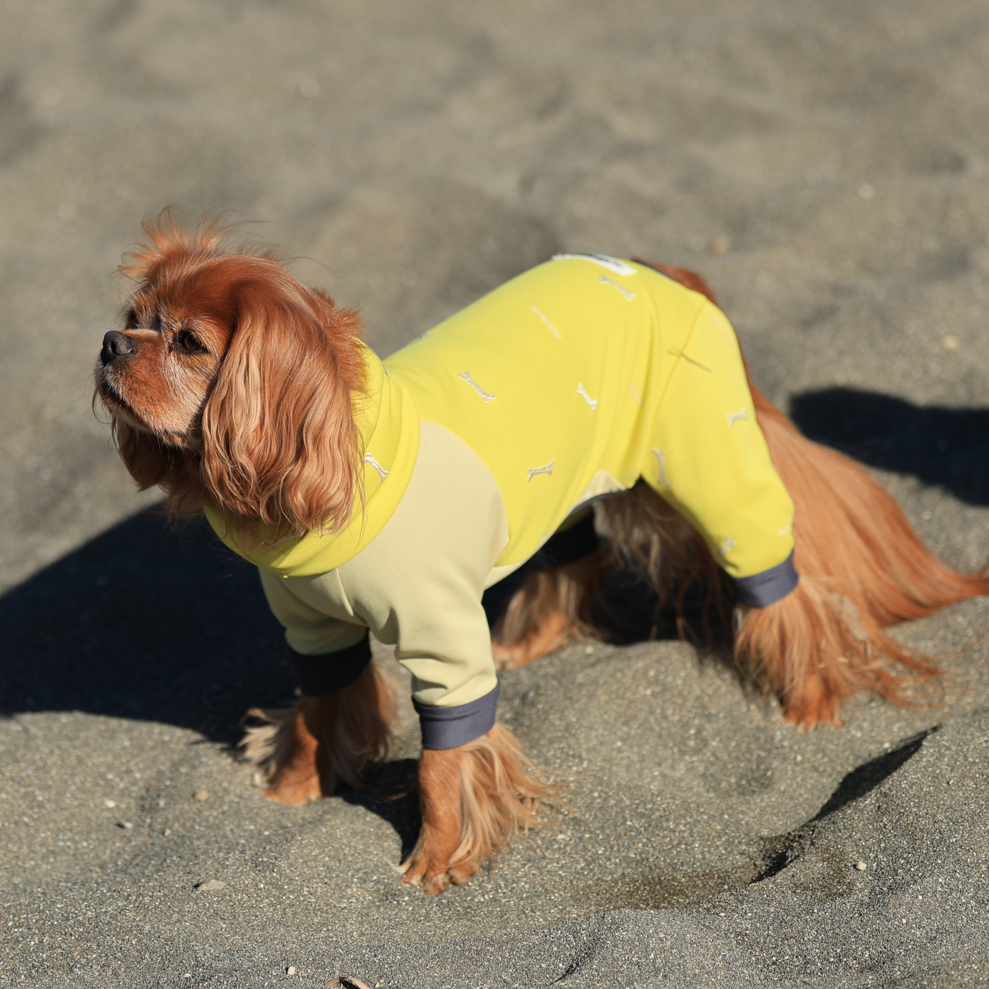 DOG GUARD COOL ドッグガードクール BANANA