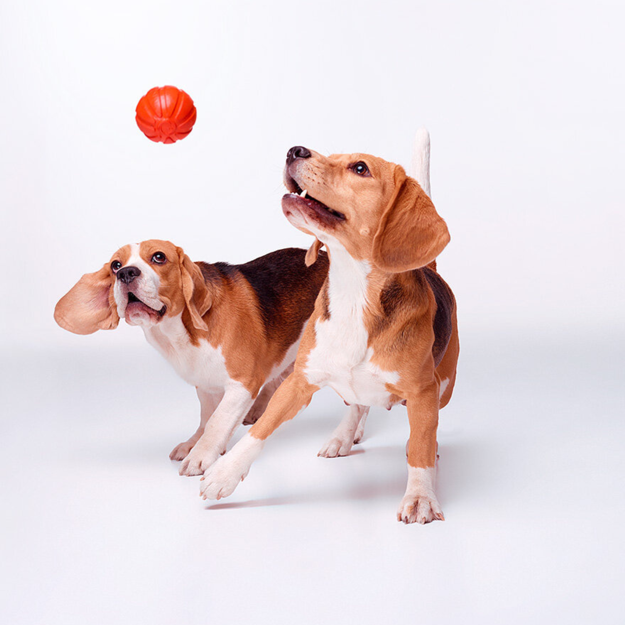 LIKER For small and very small dogs