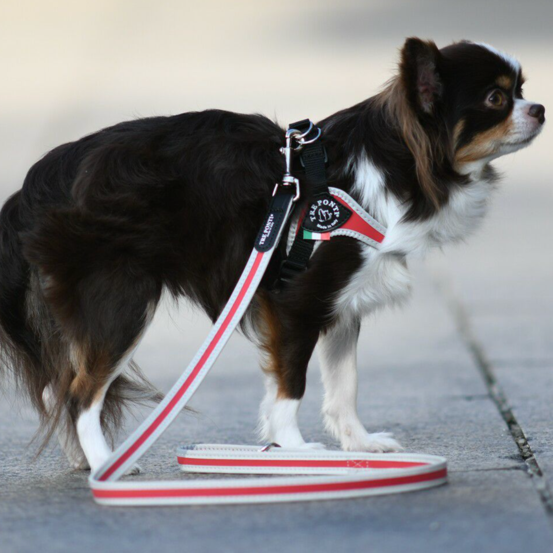 Treponti Small Breeze Leash Red