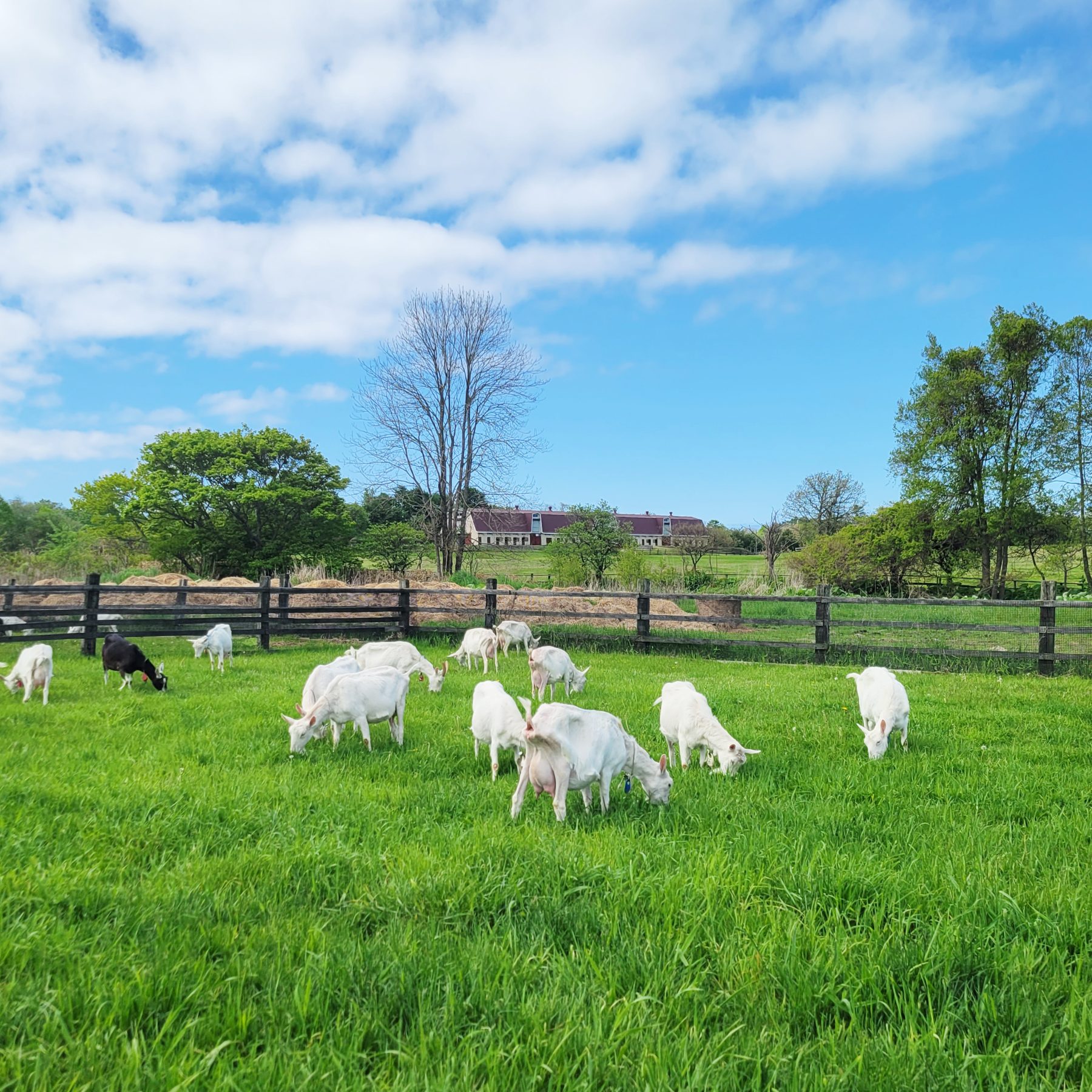 Goat milk powder (for dogs, cats and small animals) 20g