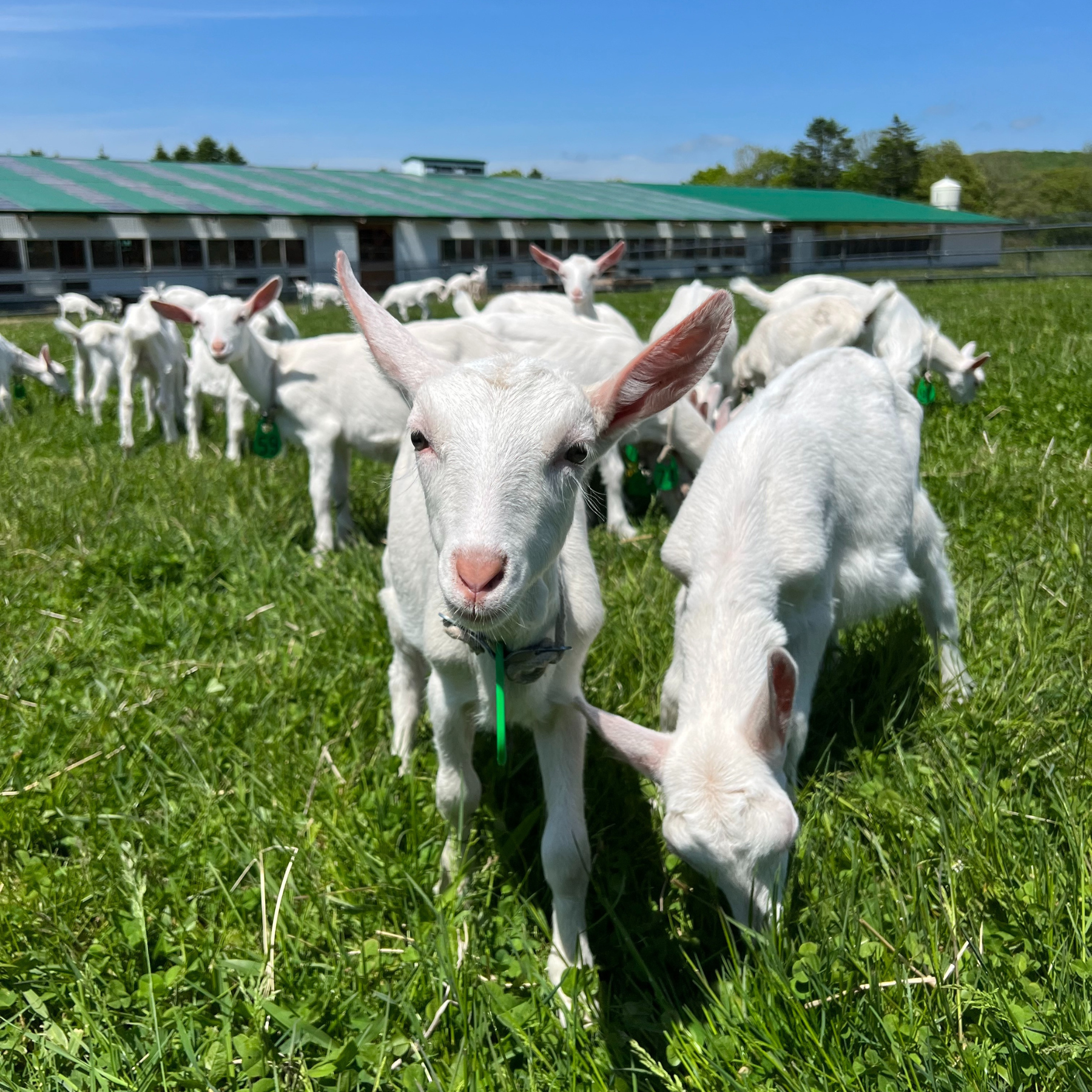 Goat milk powder (for dogs, cats and small animals) 20g