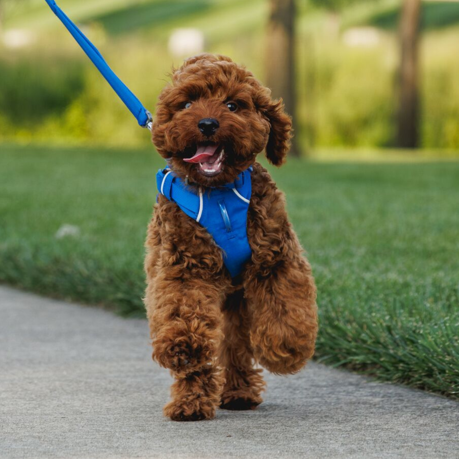 RUFFWEAR　フロントレンジハーネス　BSGY　バサルトグレイ