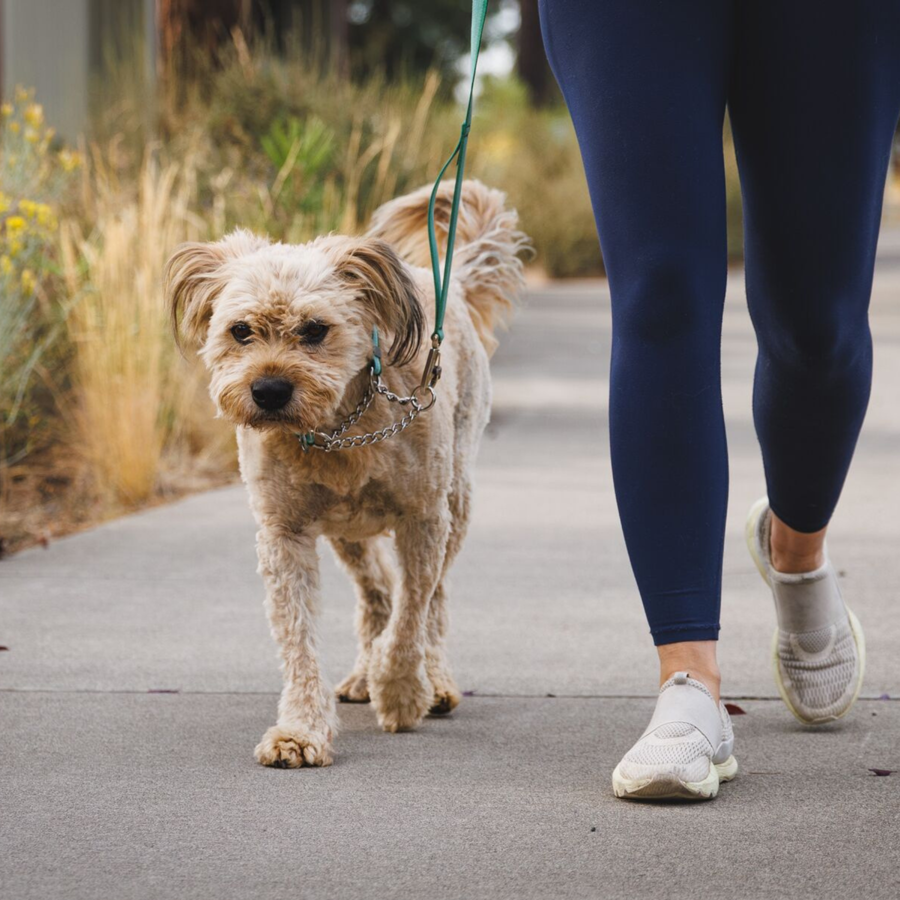 RUFFWEAR チェーンリアクションカラー RVRGN リバーロックグリーン