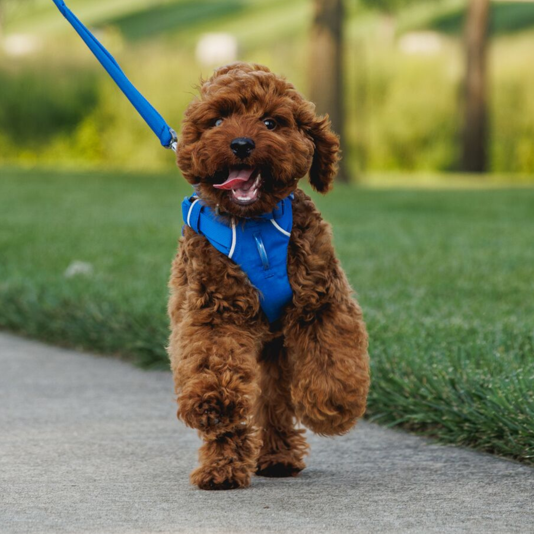 RUFFWEAR フロントレンジハーネス リバーロックグリーン
