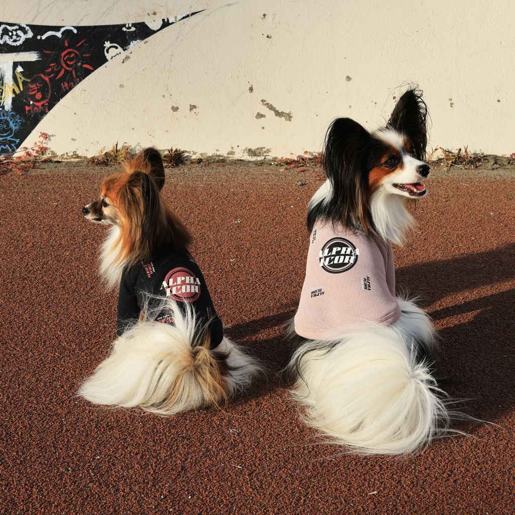 新商品情報】DRY KNIT TEE 2025年モデル3/6発売