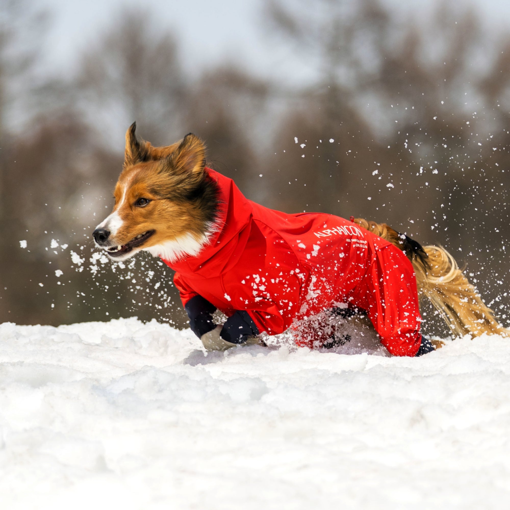 新商品情報】SNOW DOG GUARD®︎
