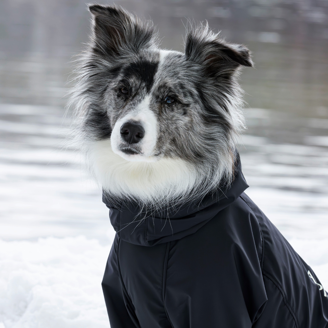 アルファアイコン犬服 ALPHAICON AUTUMN WINTER 2024 COLLECTION