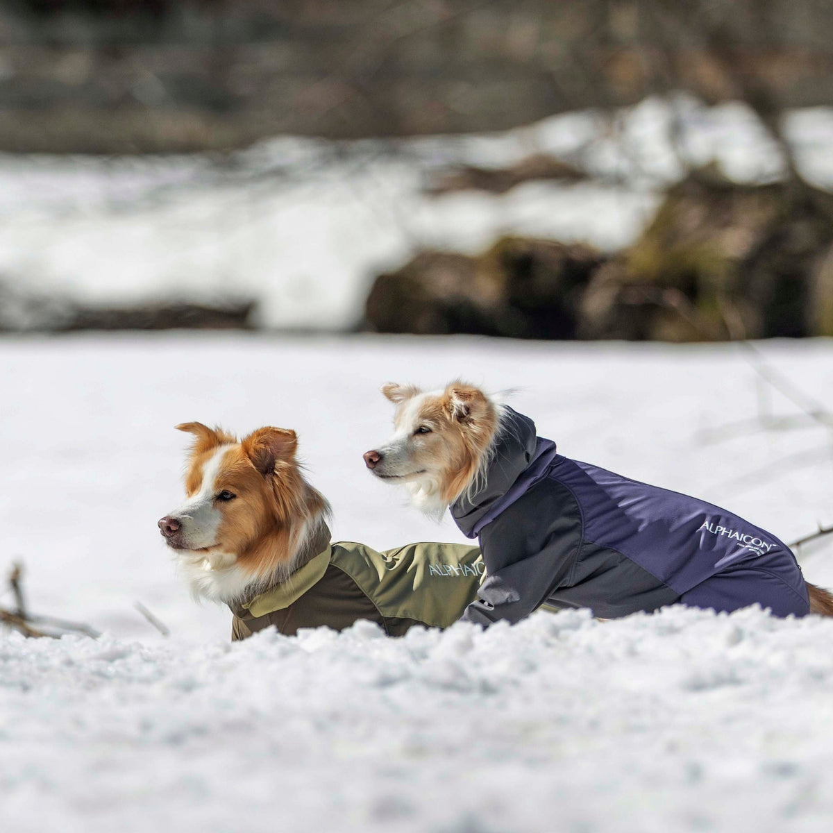 【新商品情報】SNOW DOG GUARD 2026年モデル 10/24発売