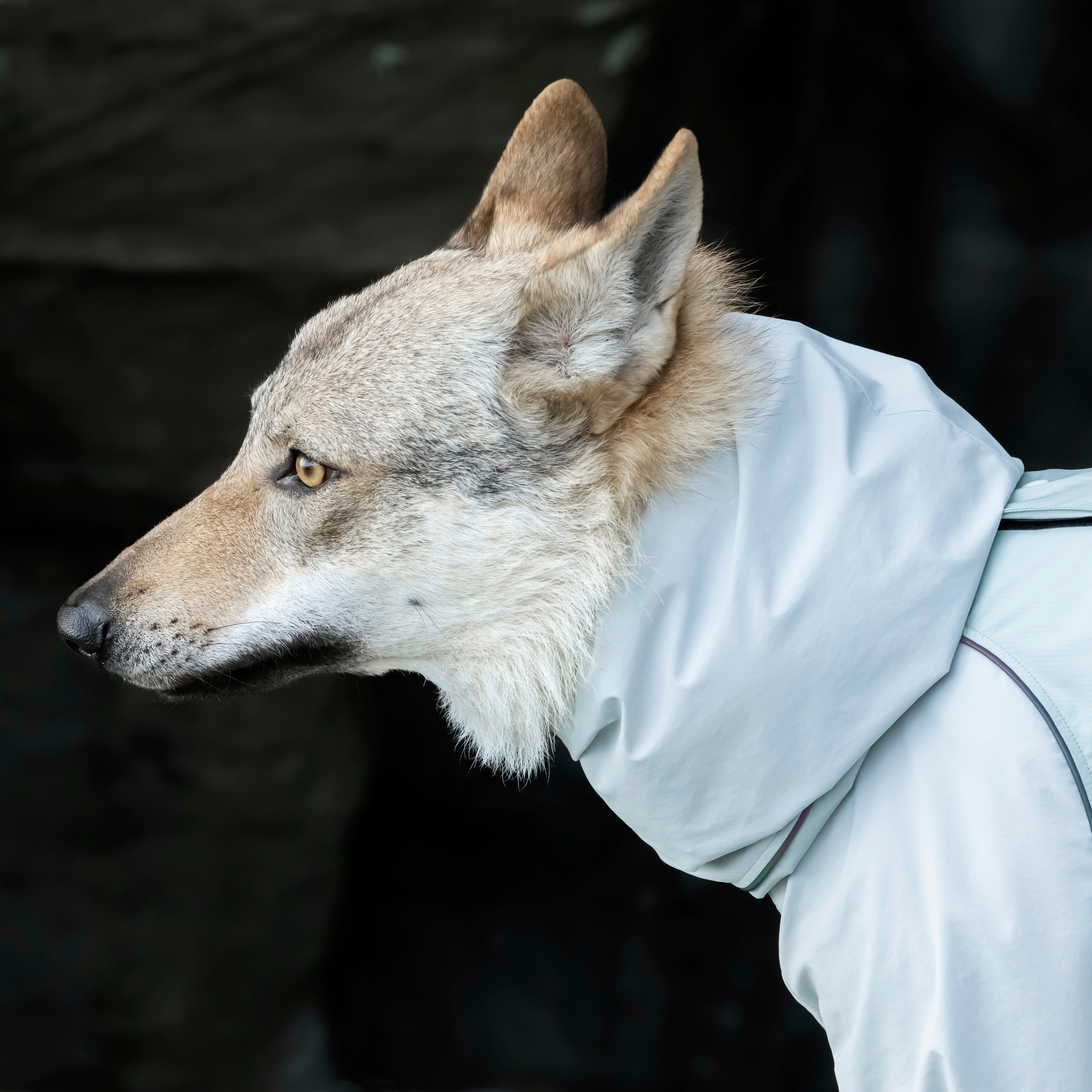 ALPHAICON SPRING SUMMER 2026 COLLECTION