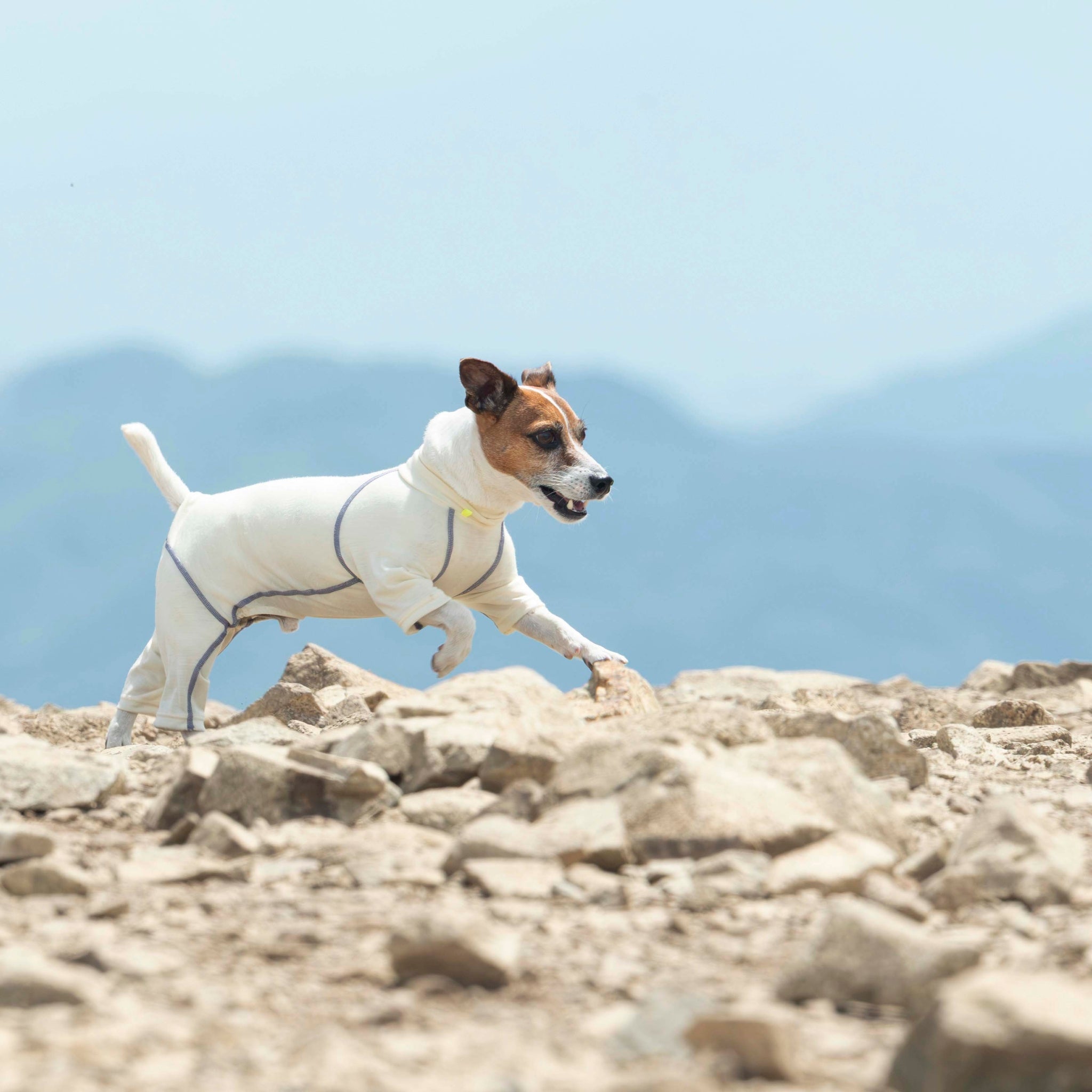 新商品情報】DOG GUARD BASE 2026年モデル 10/10発売