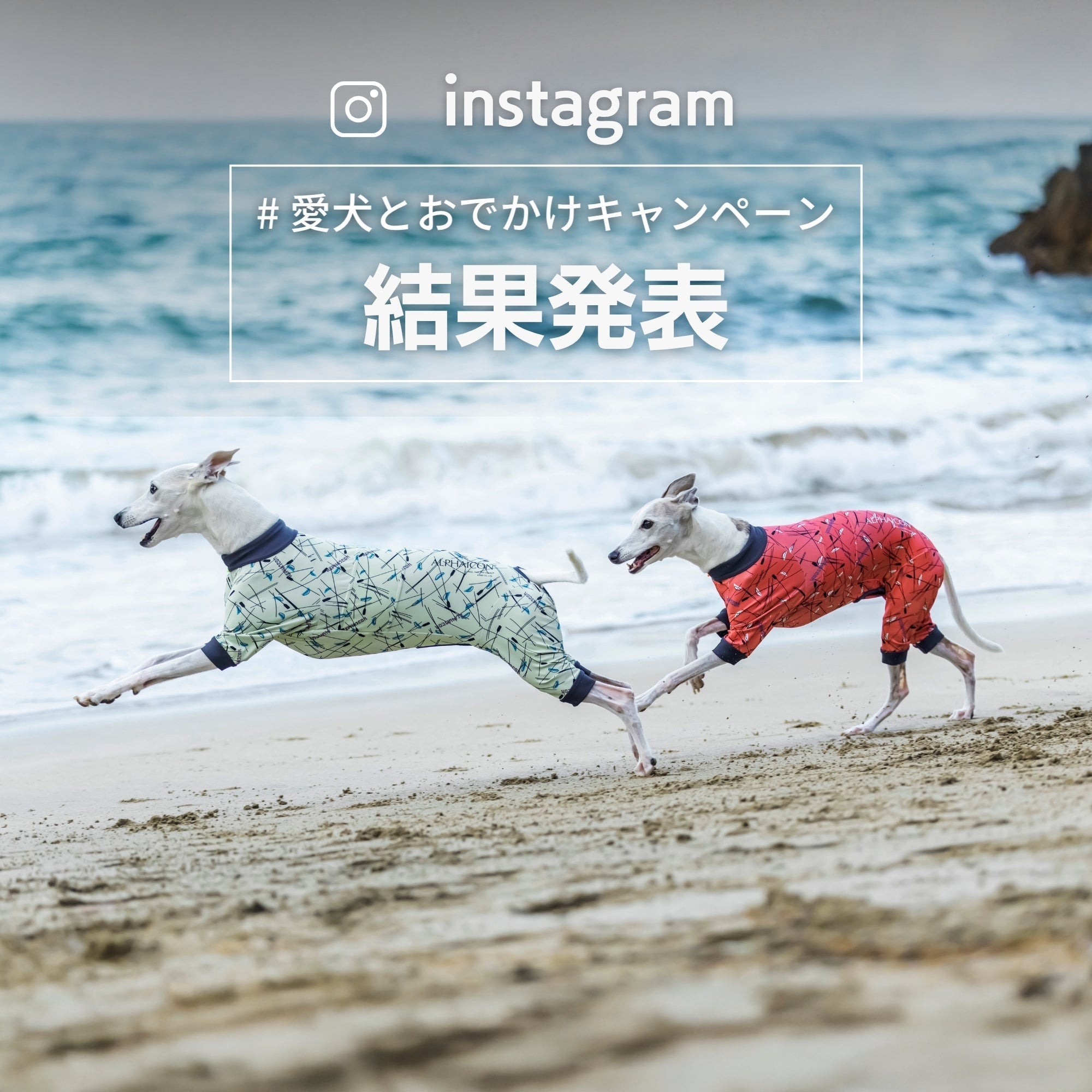 愛犬とおでかけキャンペーン結果発表