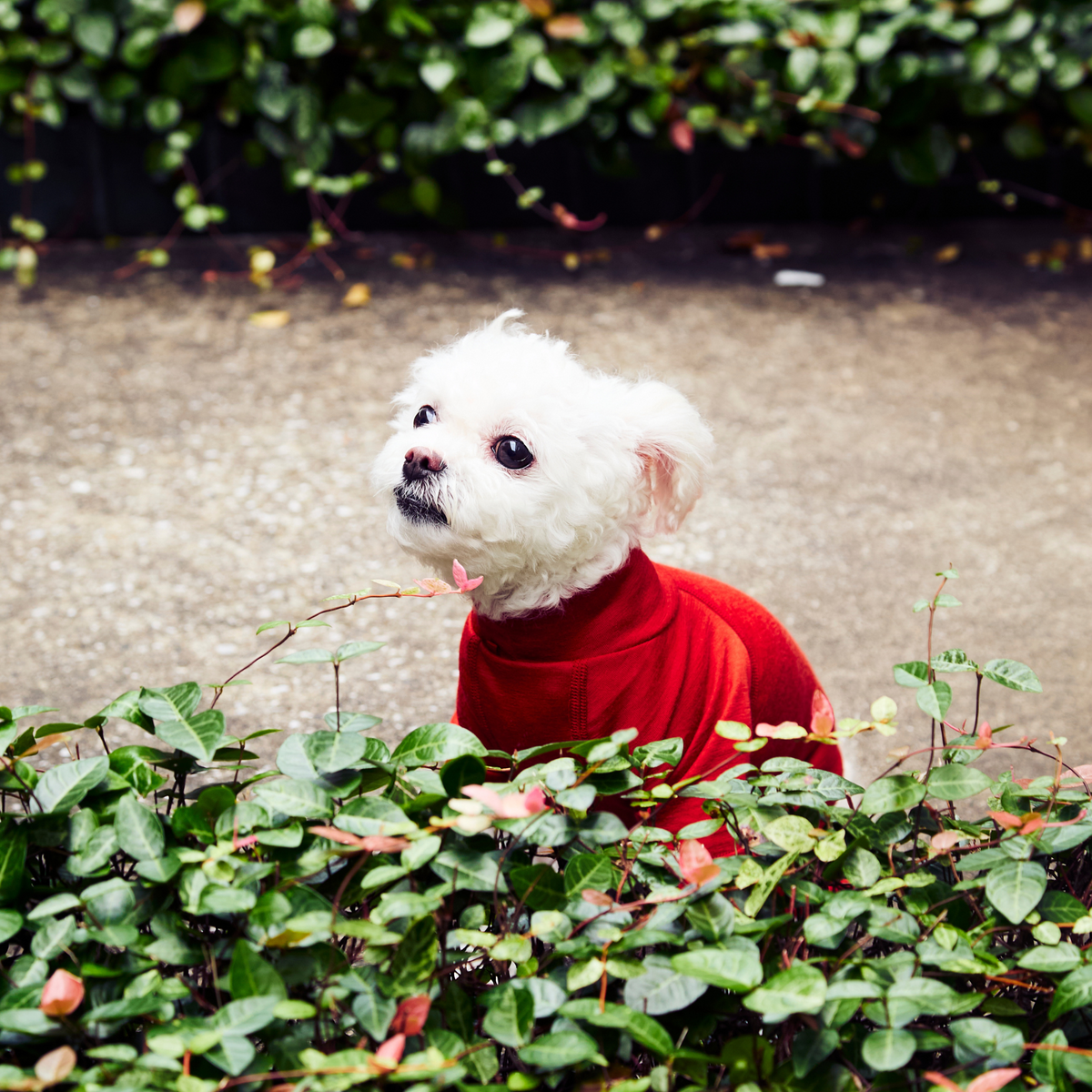 【1XL】新品ALPHACON DOG GUARD BASE 2023 ブラック AW22 NEW COLLECTION W.FULL DOG GUARD® - YouTube