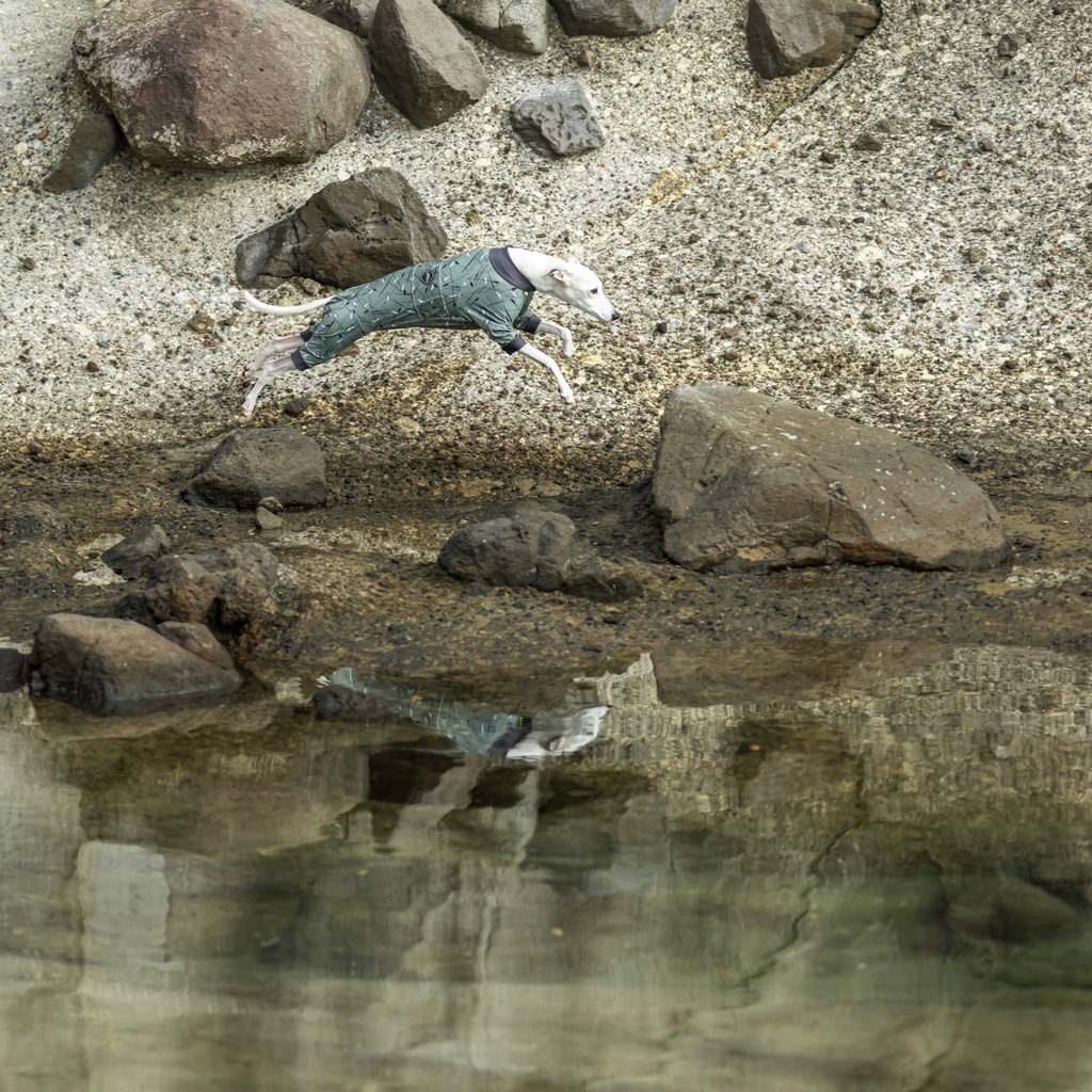 新商品情報】FULL DOG GUARD 2026年モデル2/7発売