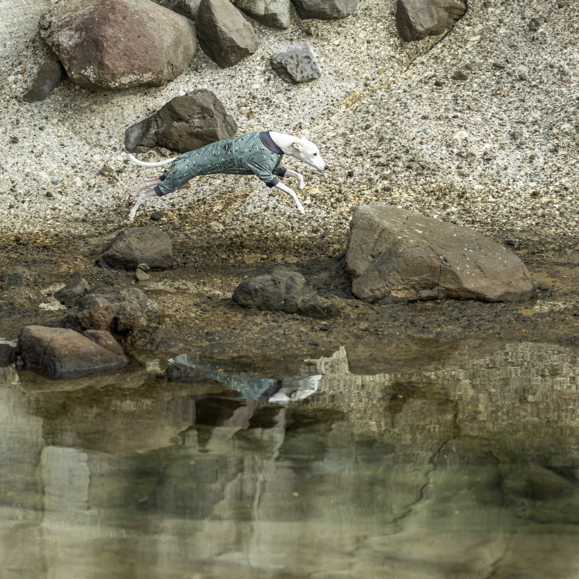 【新商品情報】FULL DOG GUARD 2026年モデル2/7発売