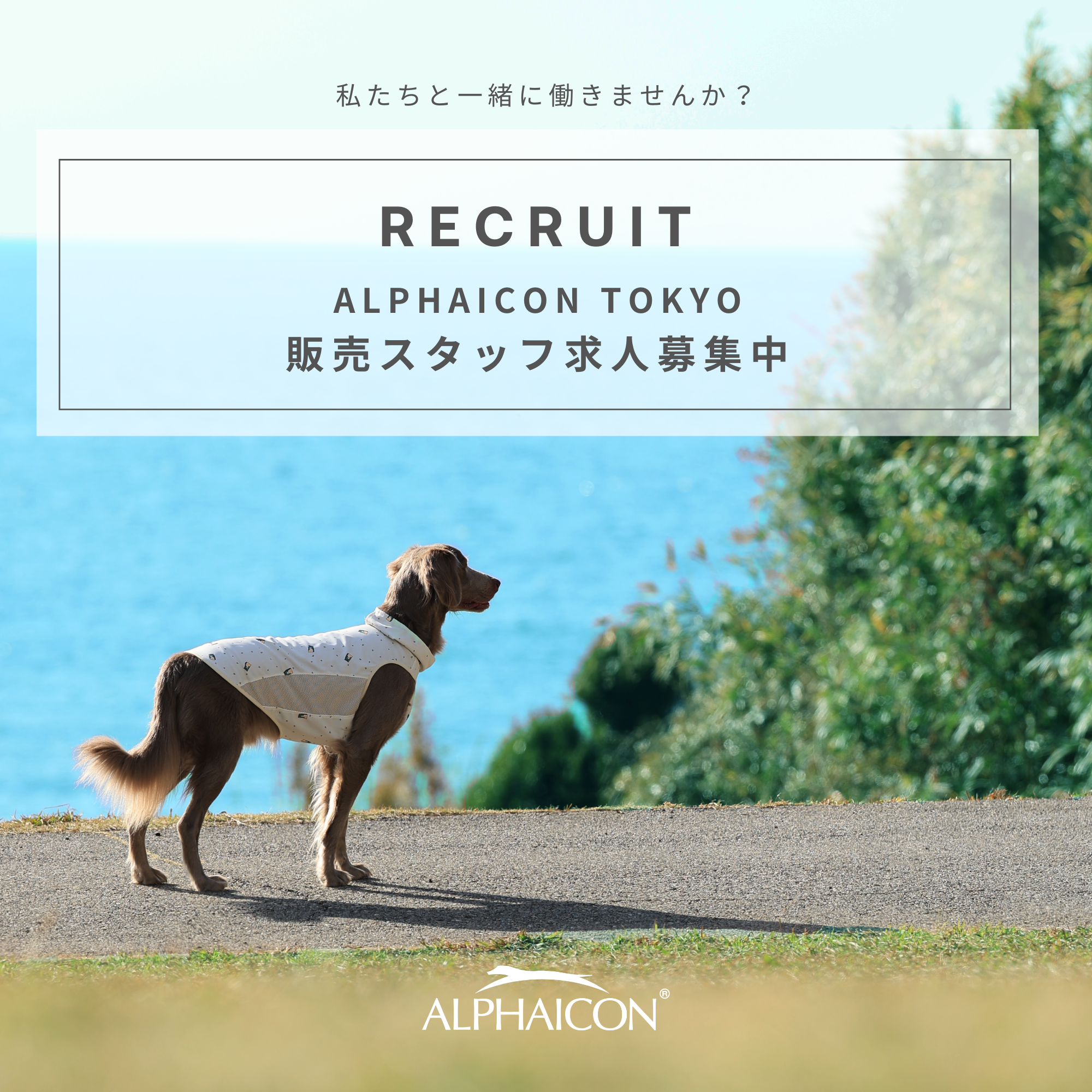 RECRUIT - ALPHAICON TOKYO
