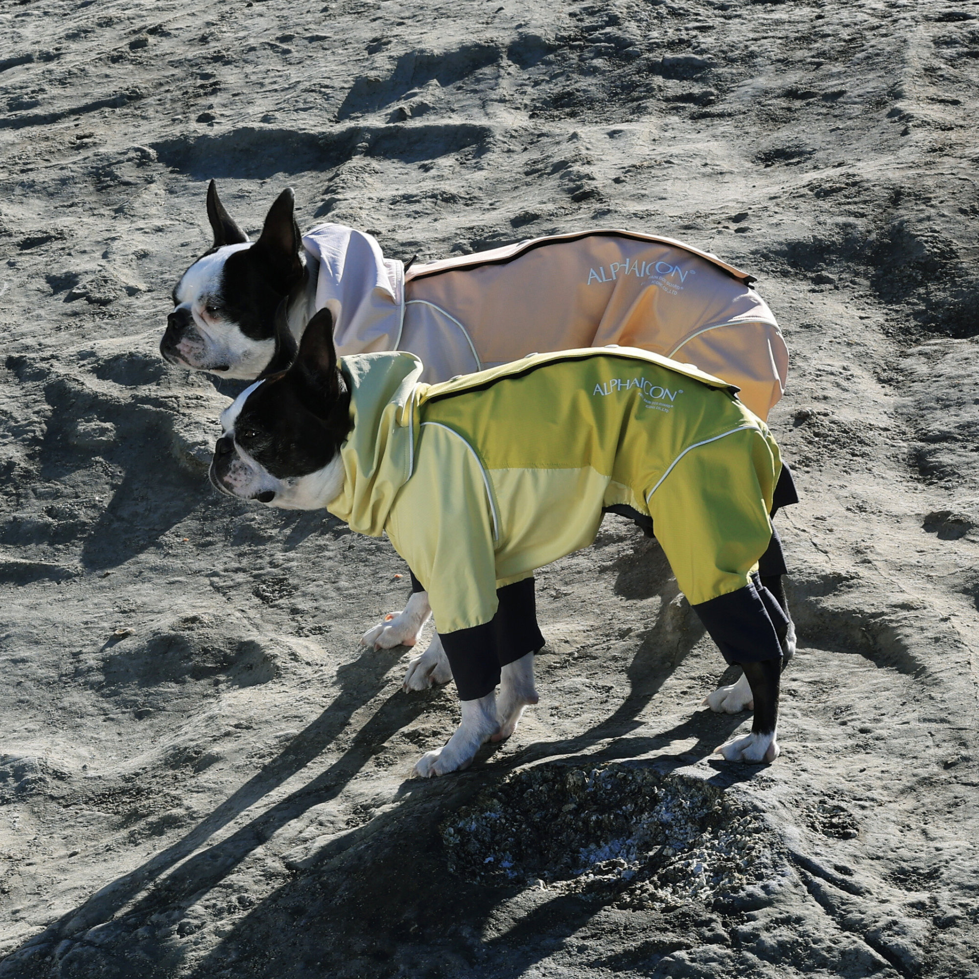 RAIN DOG GUARD BANANA