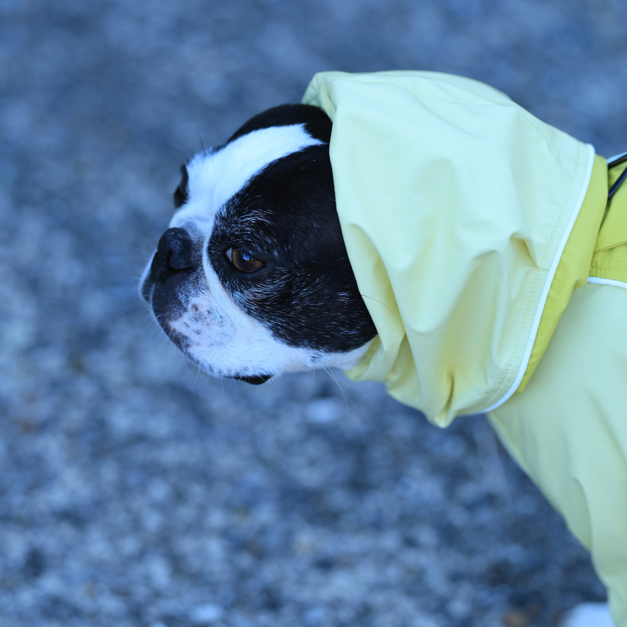 RAIN DOG GUARD BANANA