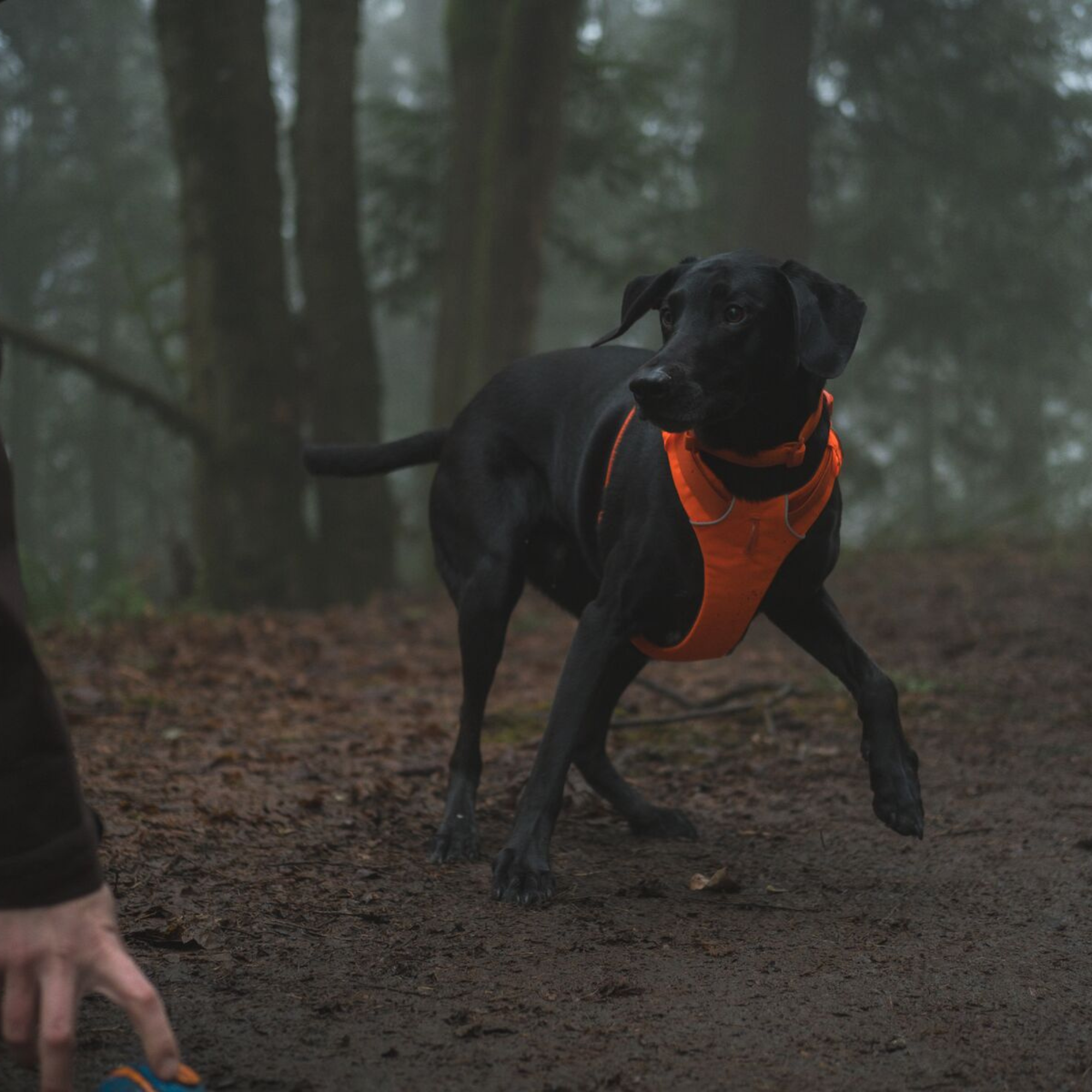 RUFFWEAR　フロントレンジハーネス　ブレイズオレンジ