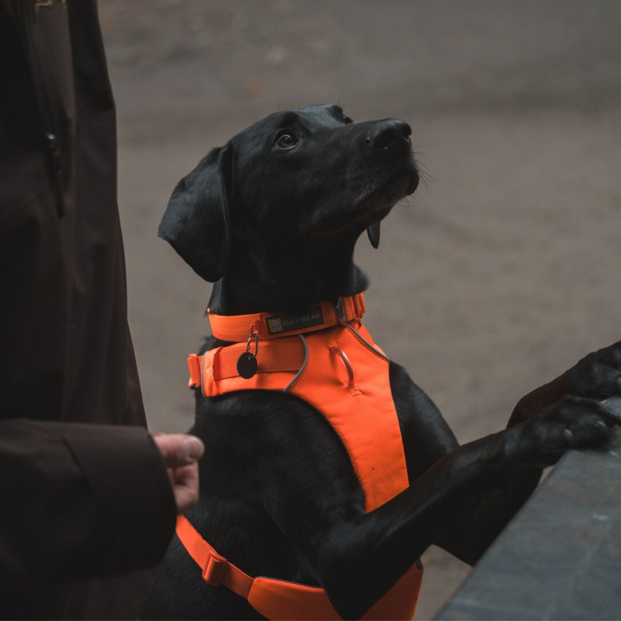 RUFFWEAR　フロントレンジハーネス　ブレイズオレンジ