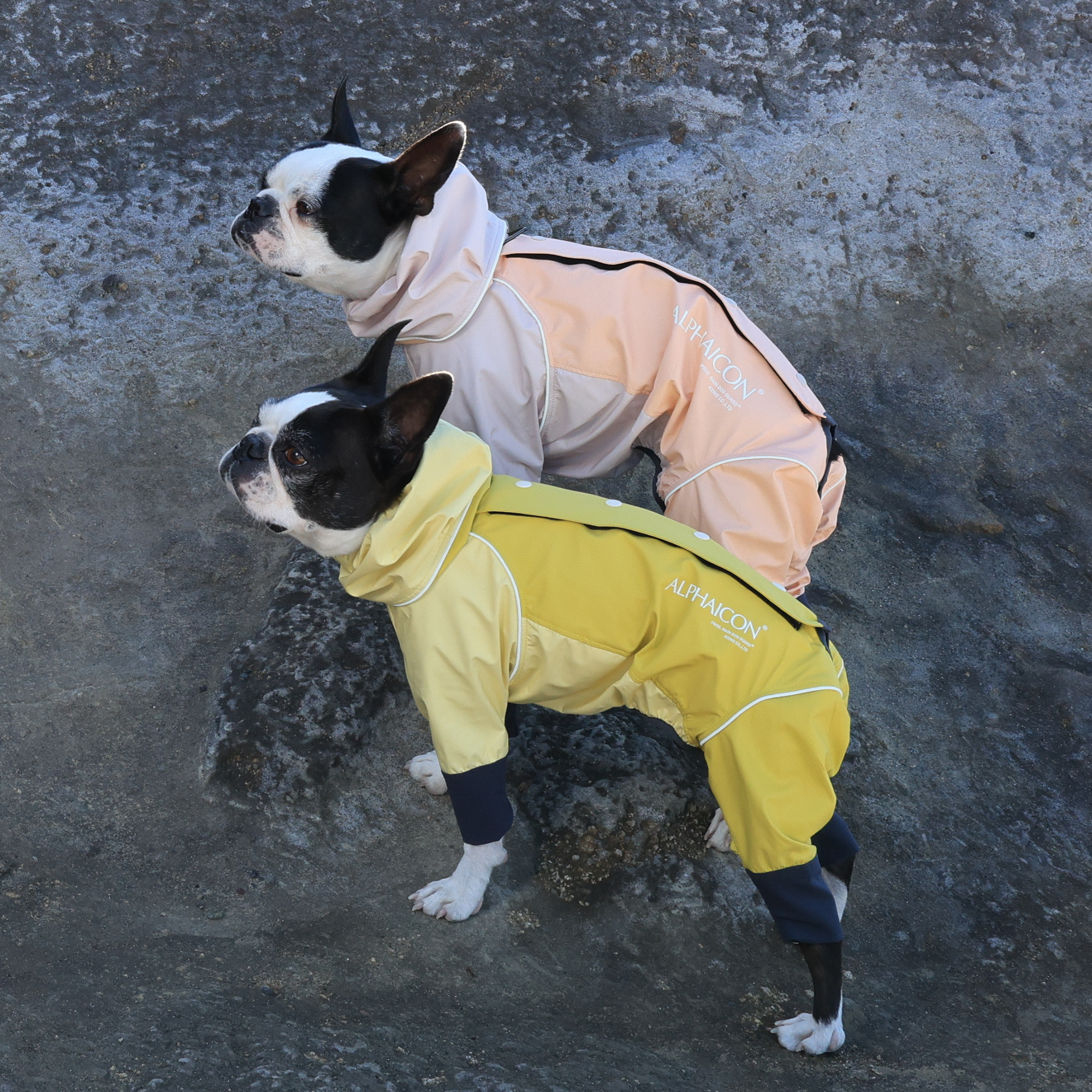 RAIN DOG GUARD BANANA