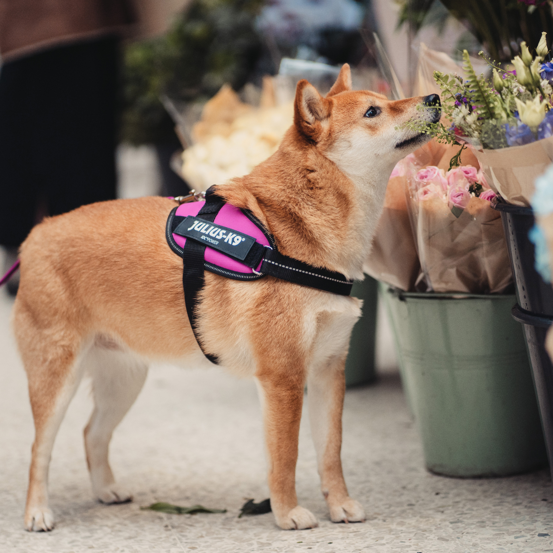 Julius IDC Harness Hot Pink