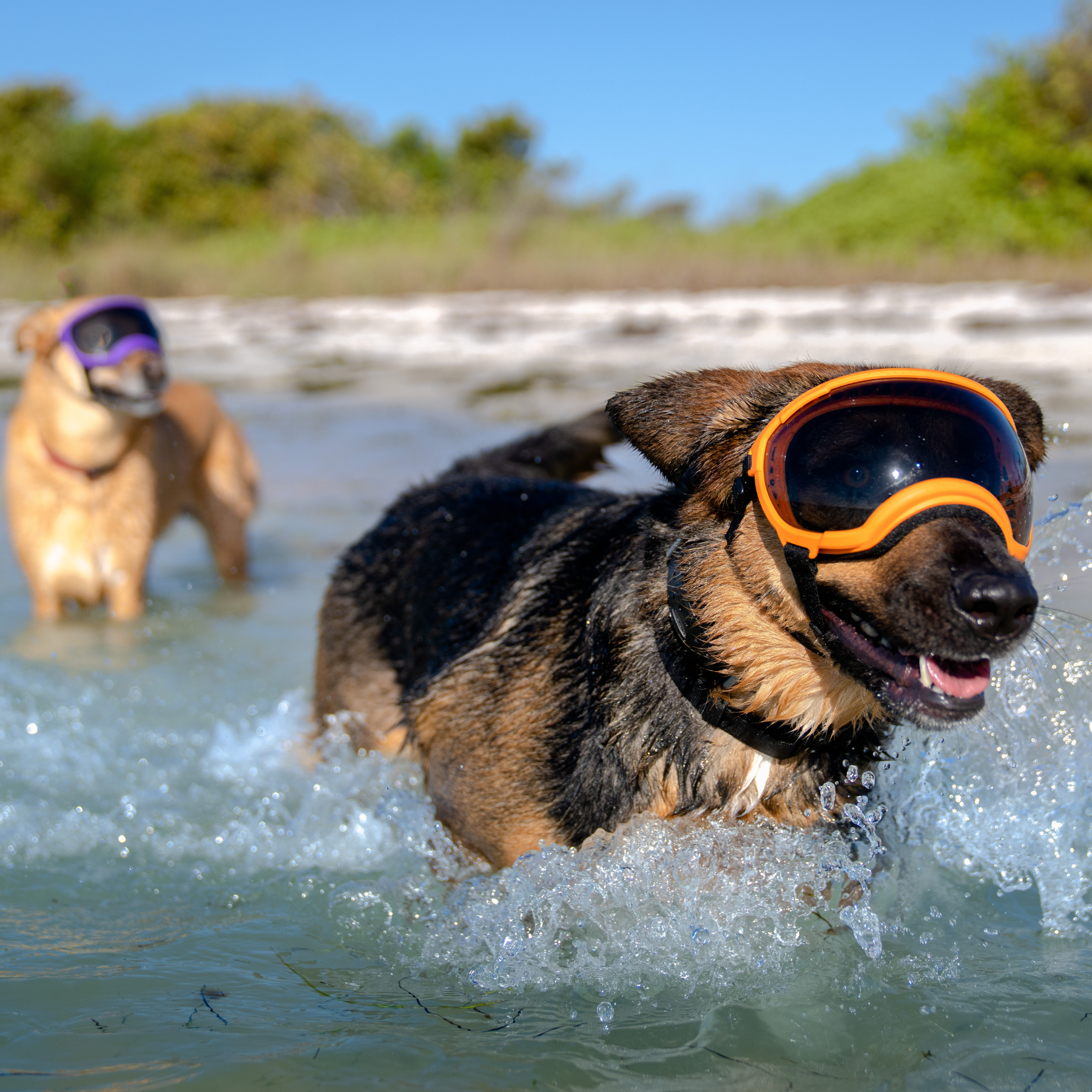 REXSPECS V2 Dog Goggles Ozark Orange