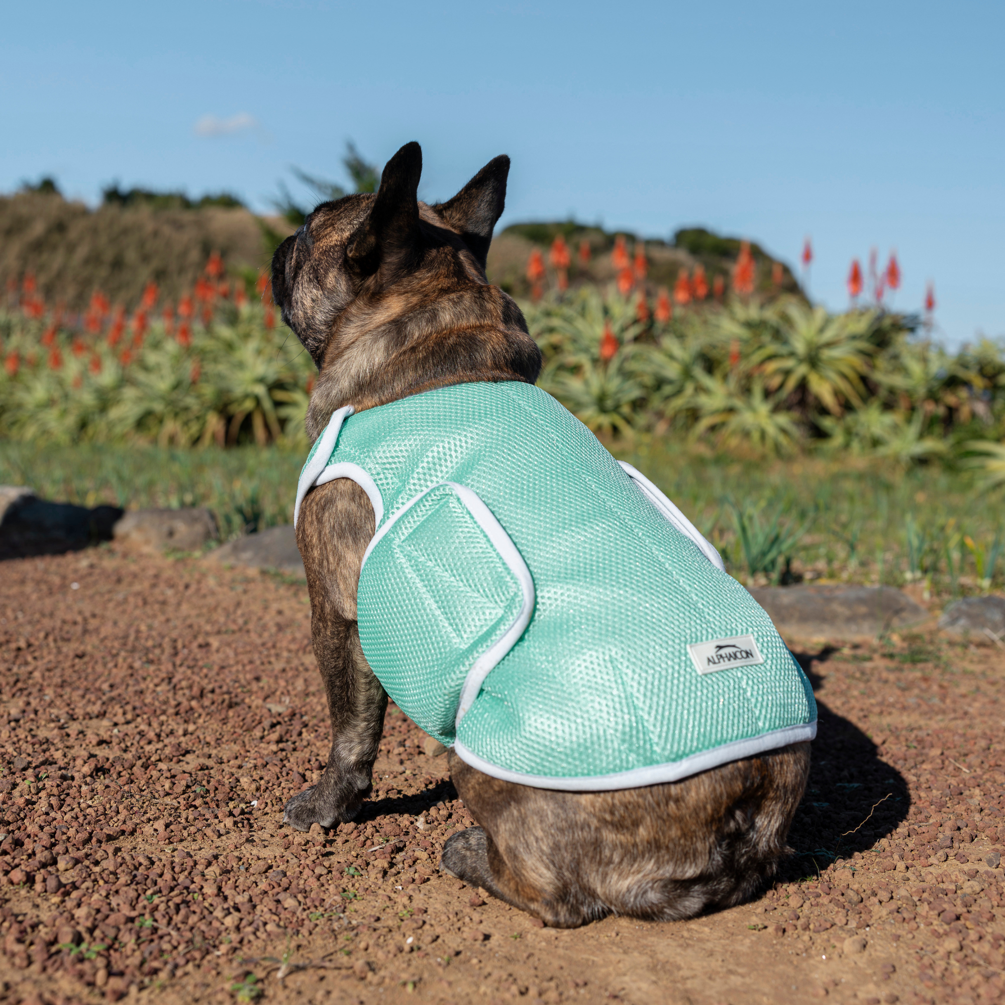 SUPER COOLING VEST REEF
