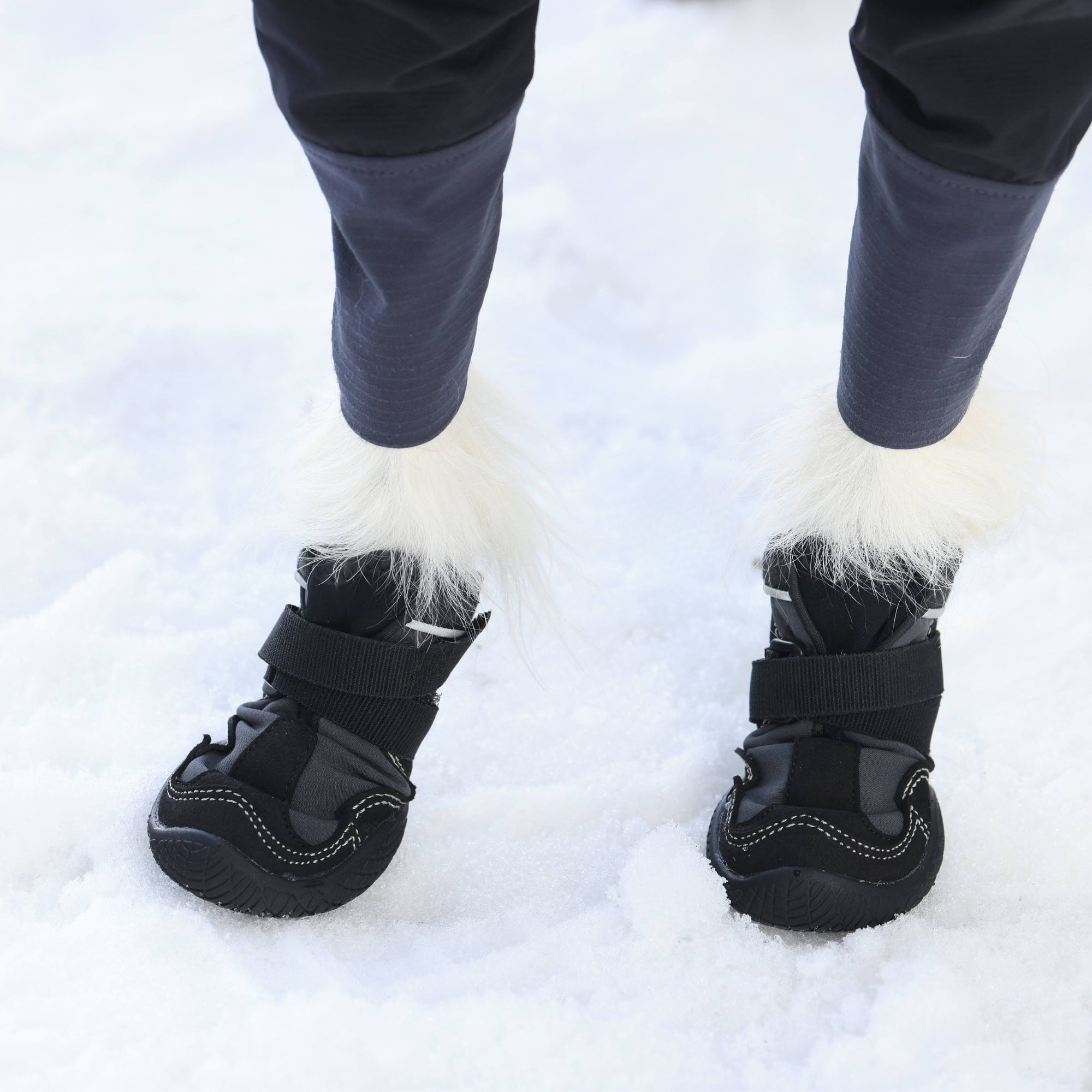 Snow Mushers Snow Mushers Purple