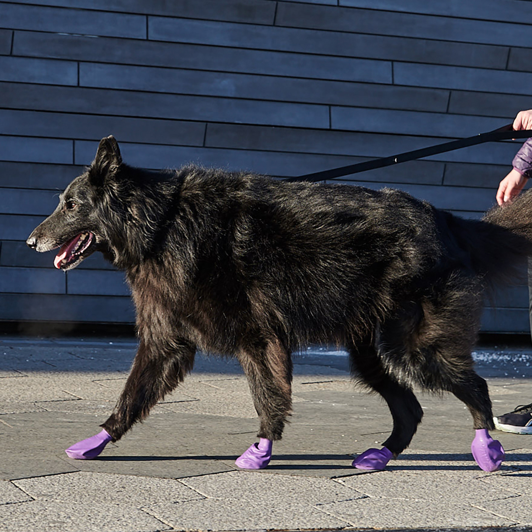 PAWZ dog boots purple